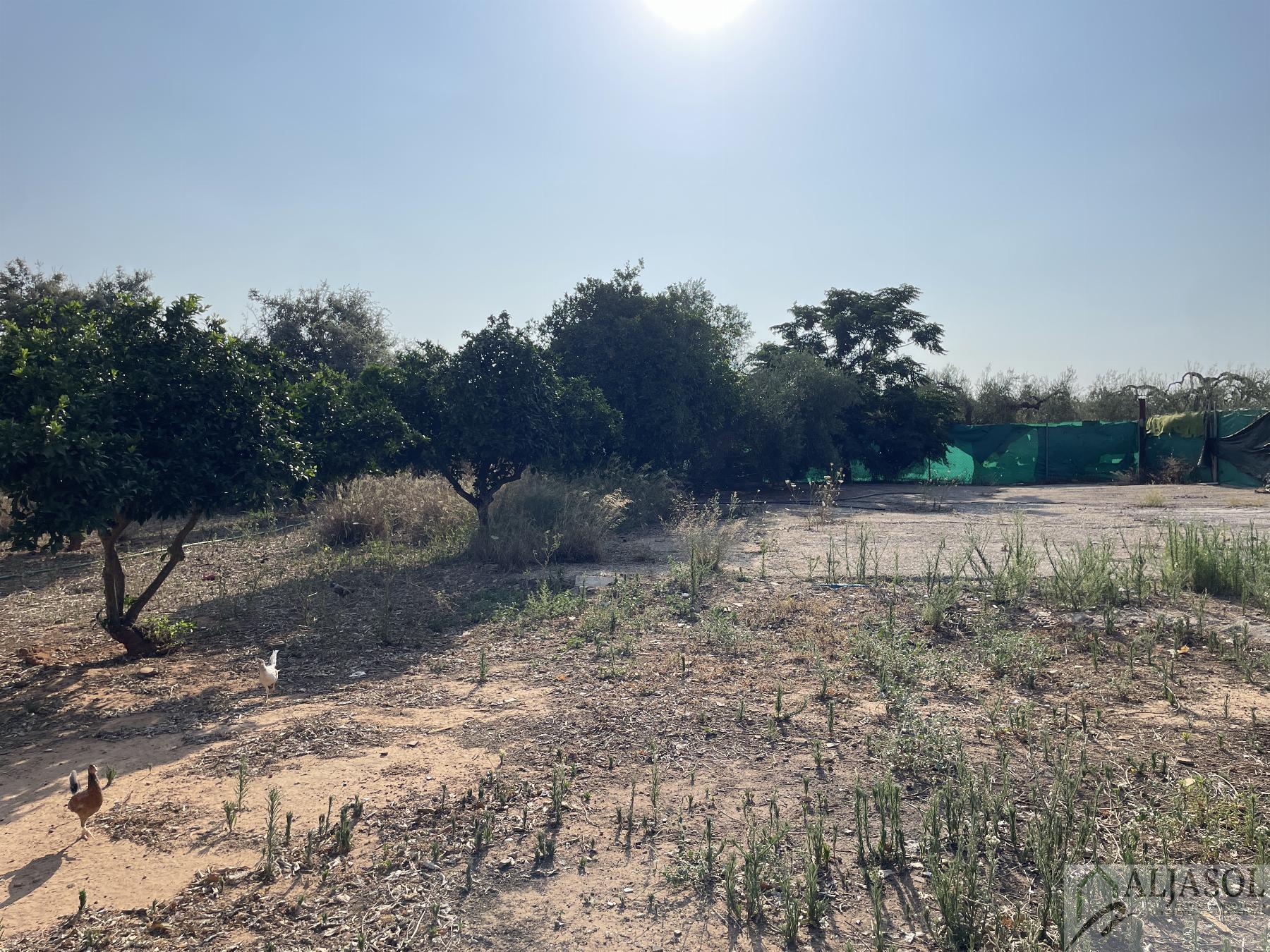Venta de terreno en Bollullos de la Mitación