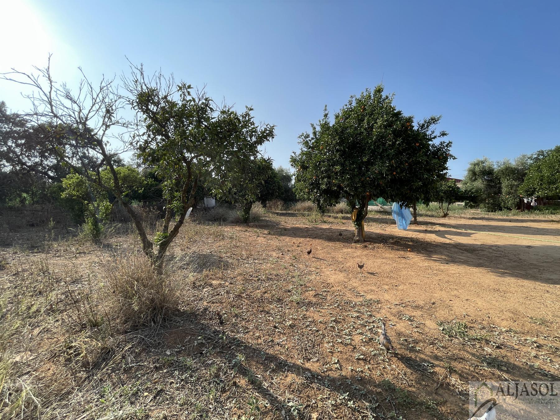 Venta de terreno en Bollullos de la Mitación