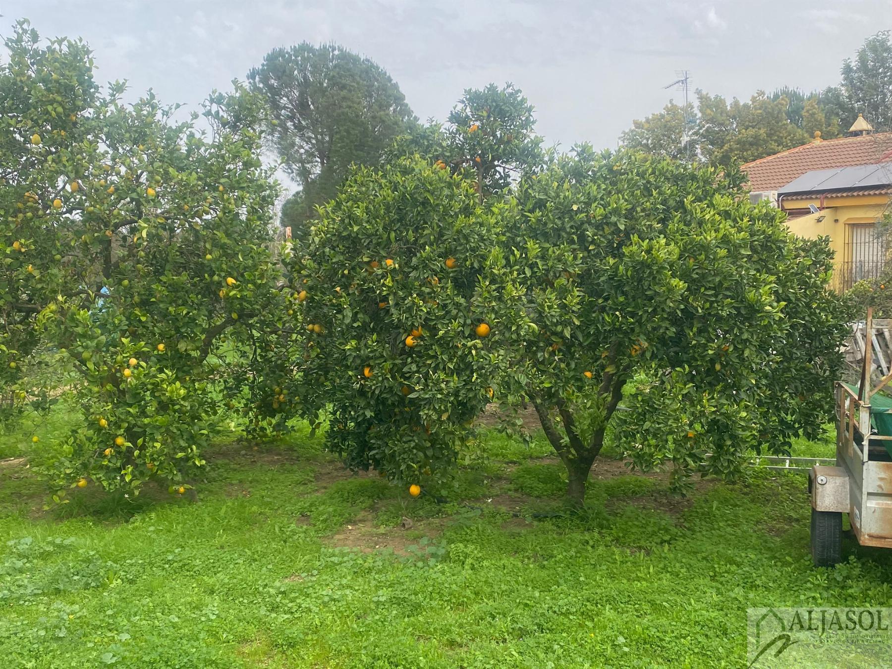 For sale of rural property in Hinojos