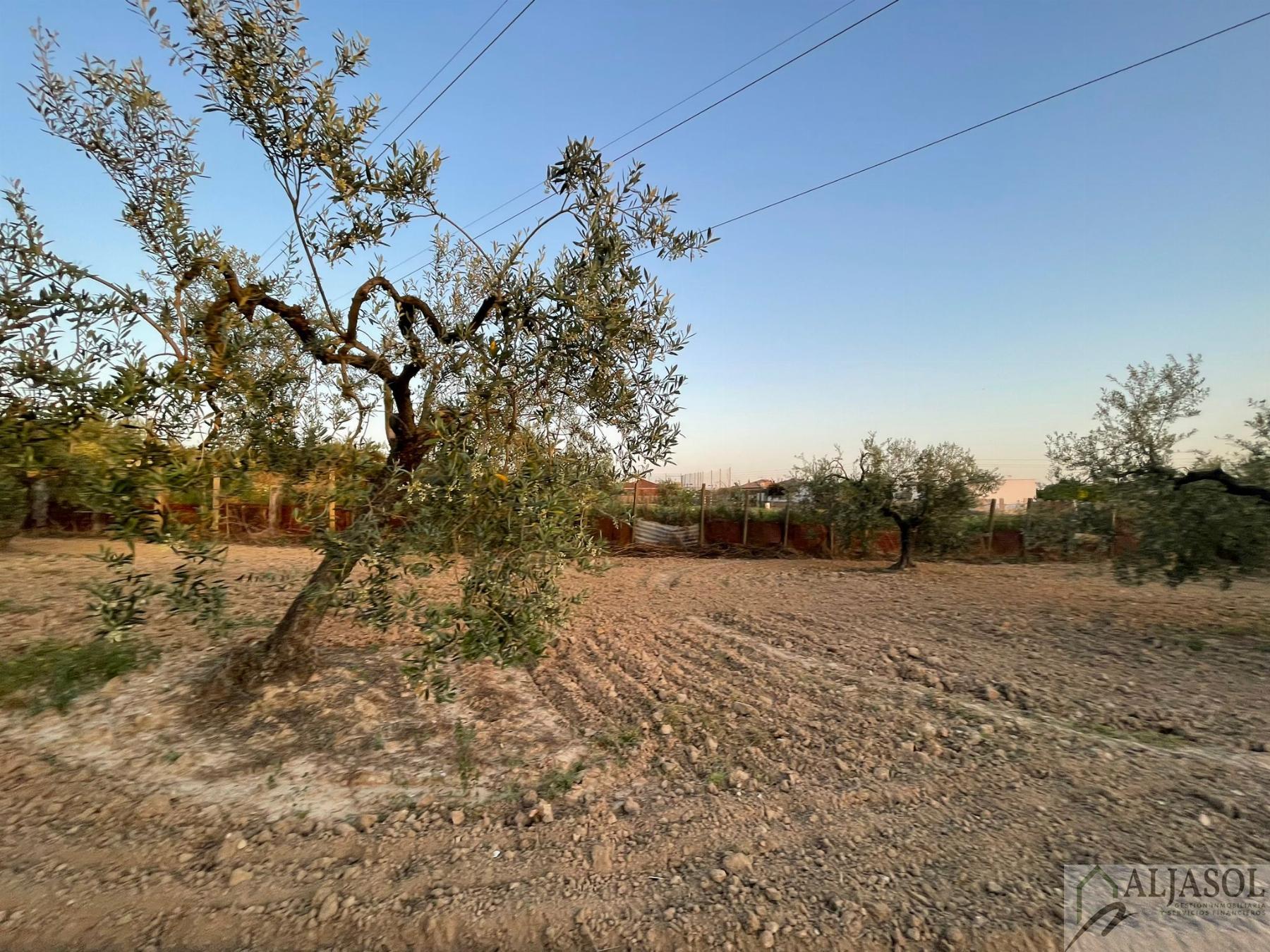 For sale of rural property in Salteras