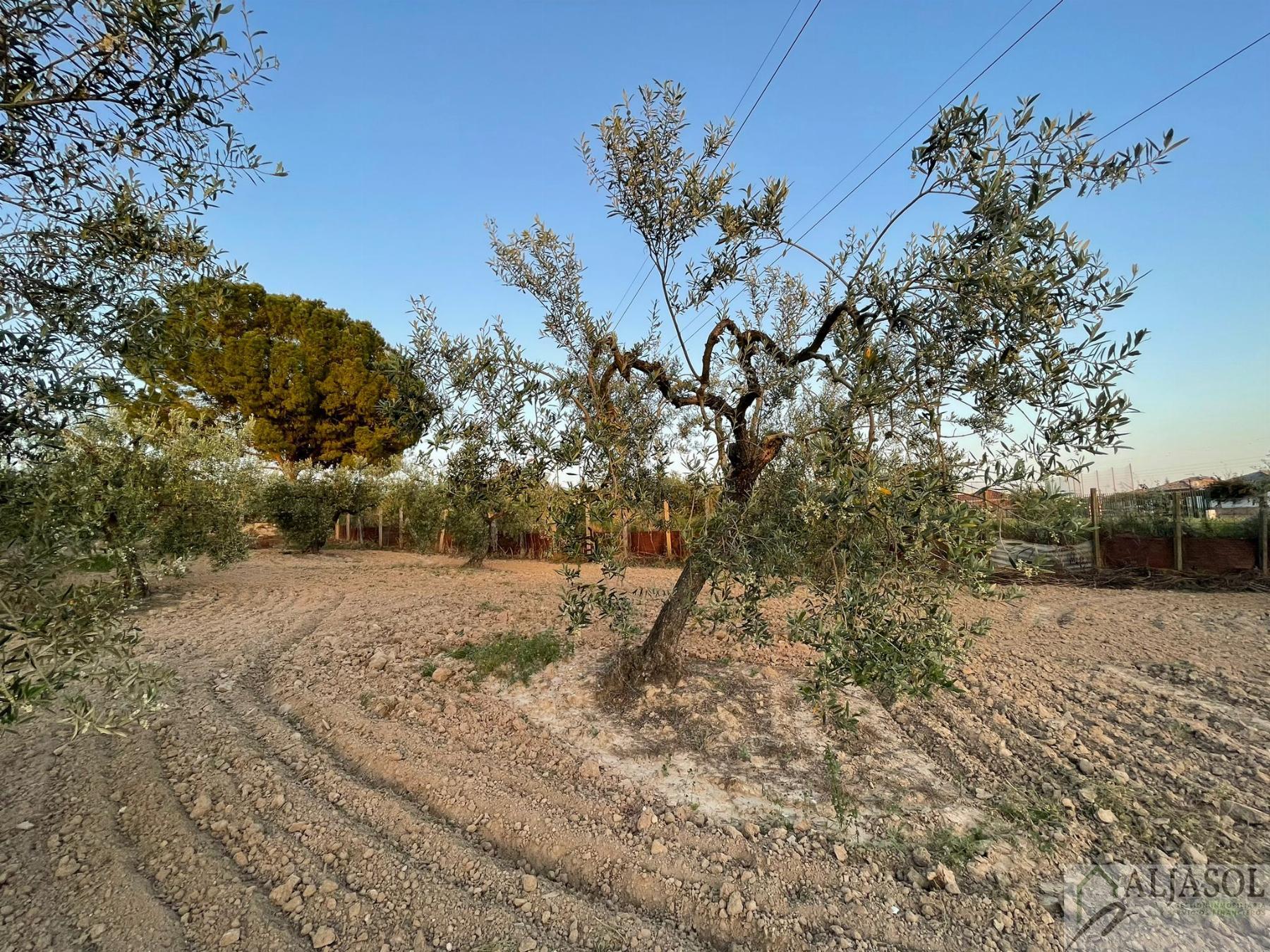 Venta de finca rústica en Salteras