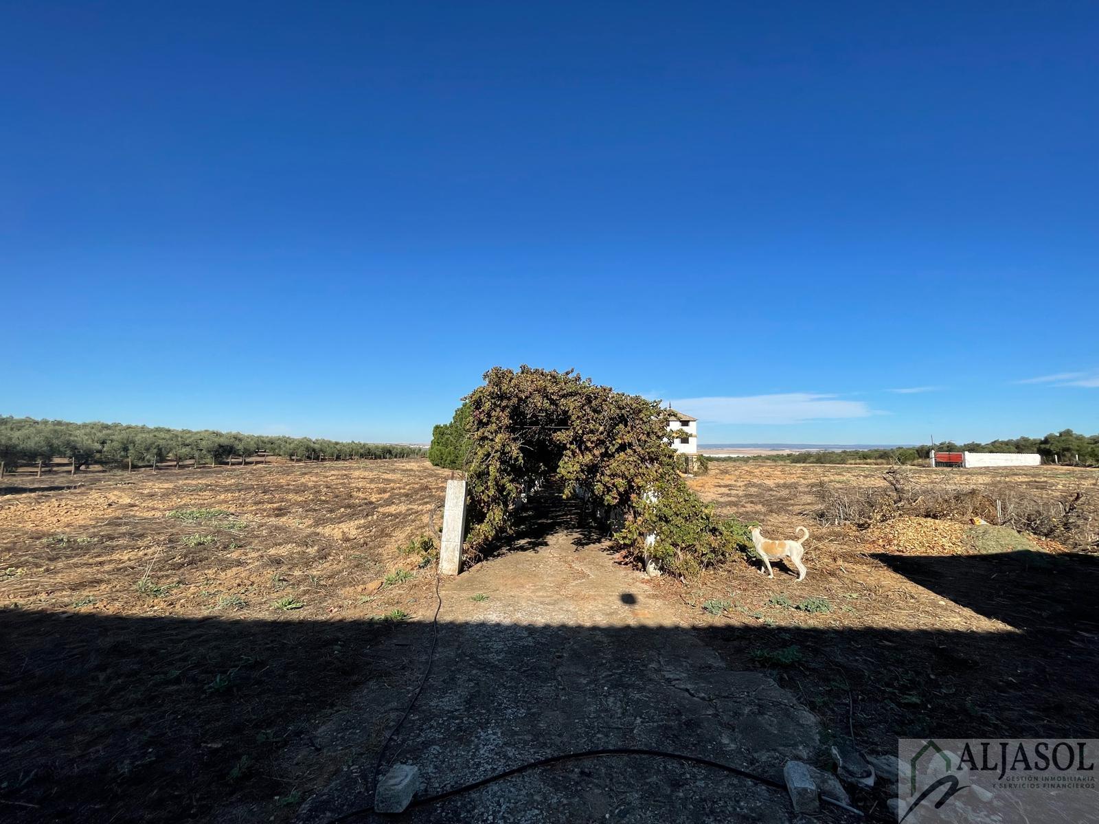 For sale of rural property in Benacazón