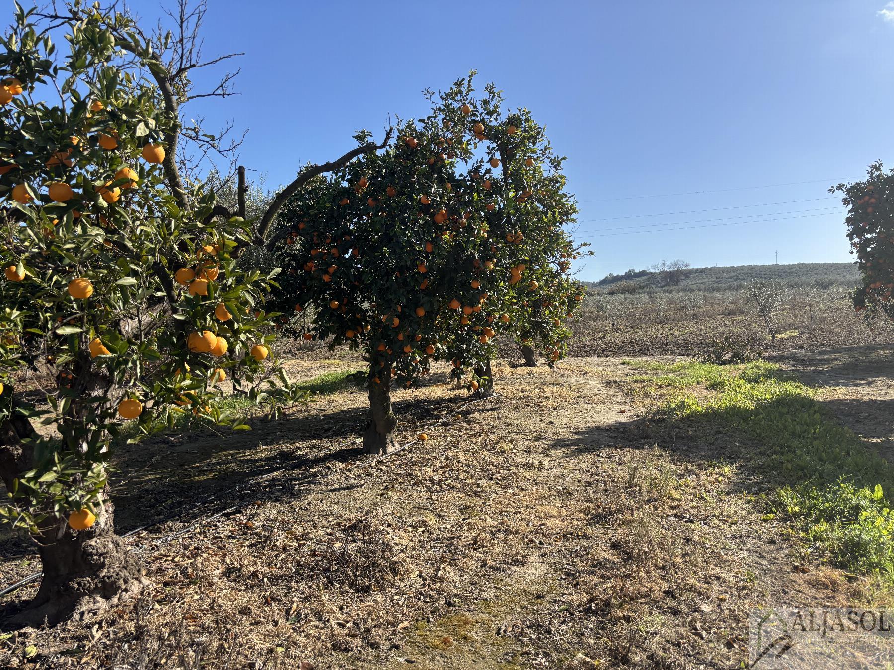 For sale of rural property in Sanlúcar la Mayor