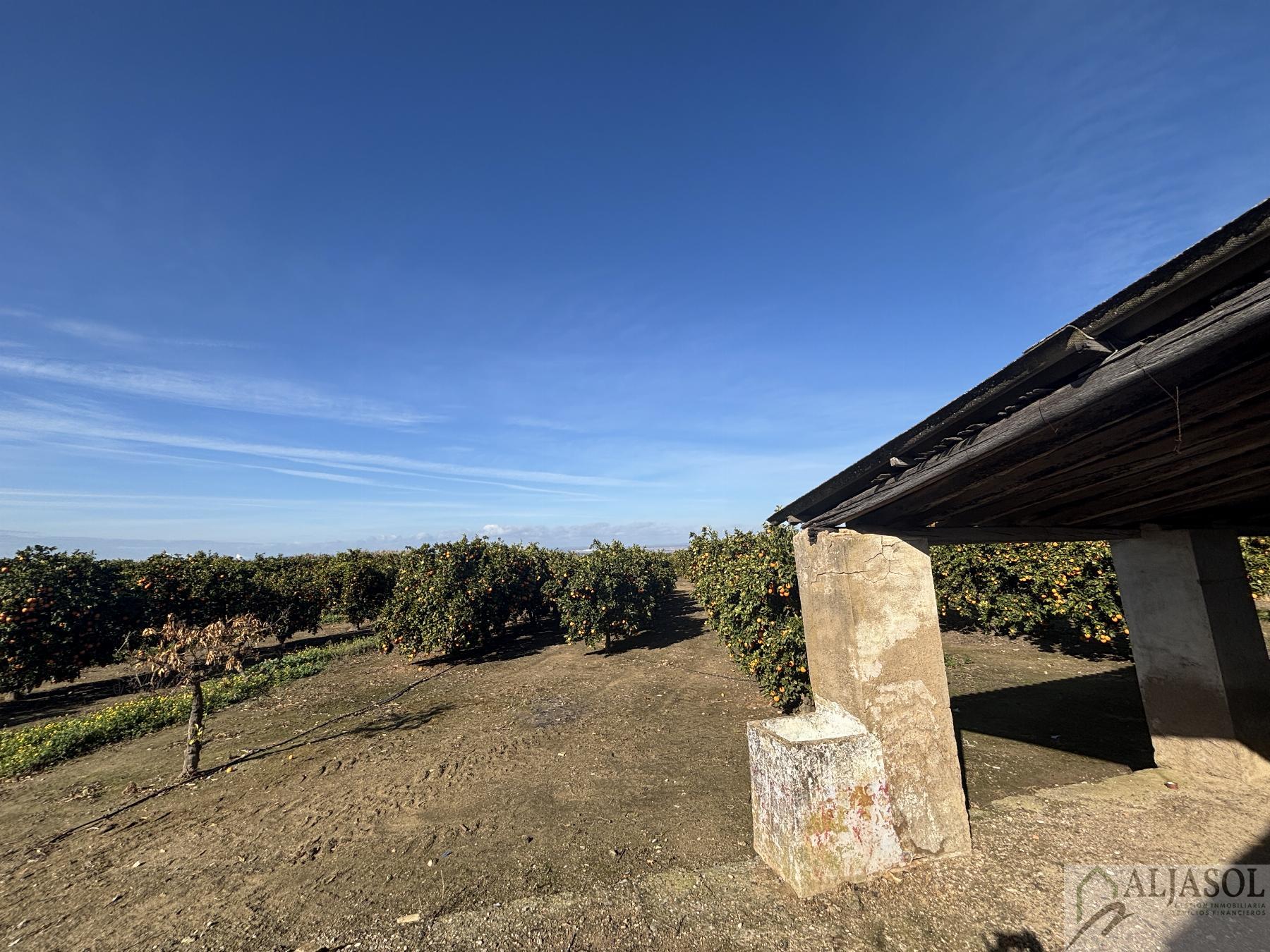 For sale of rural property in Sanlúcar la Mayor