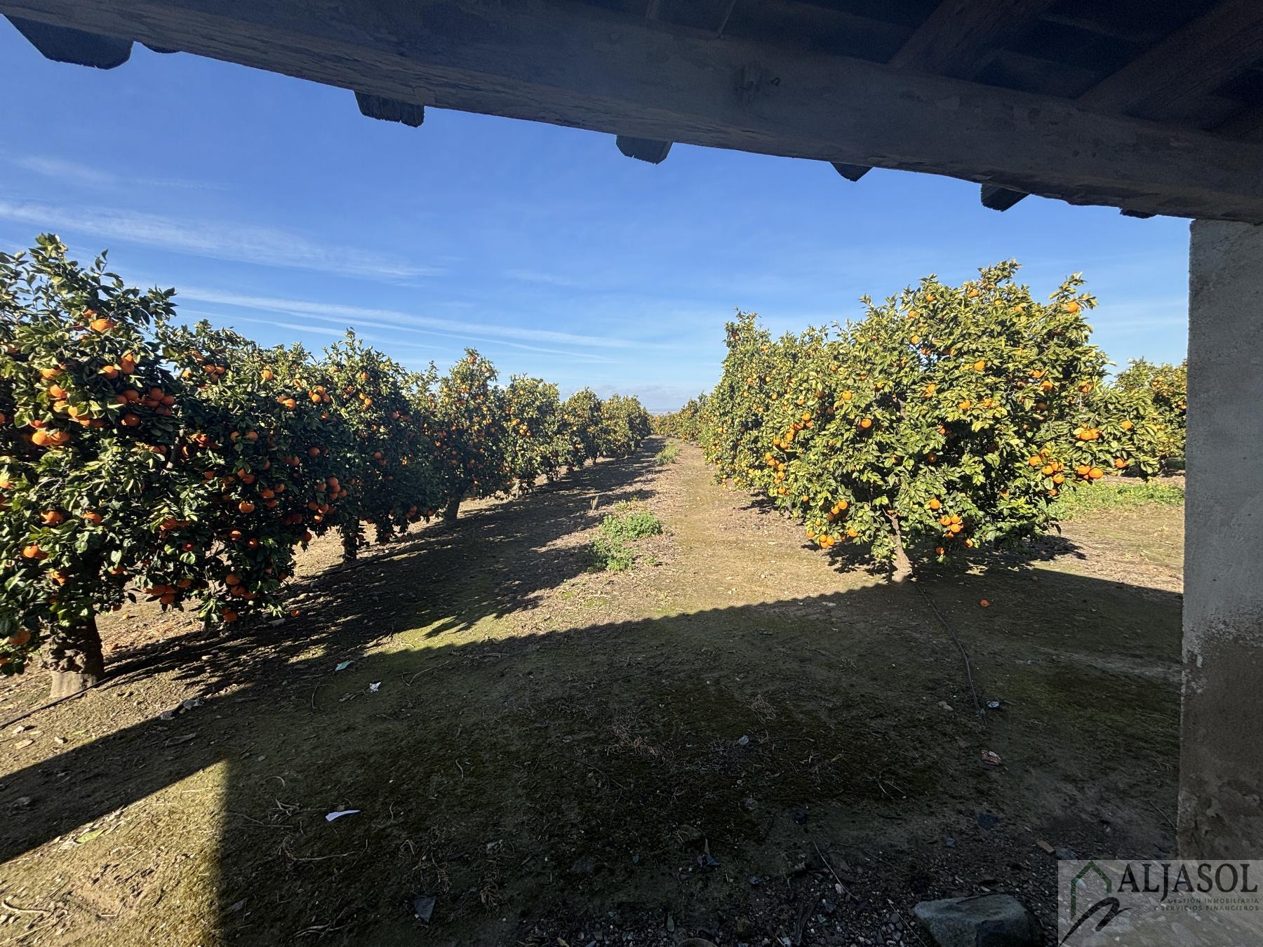 For sale of rural property in Sanlúcar la Mayor