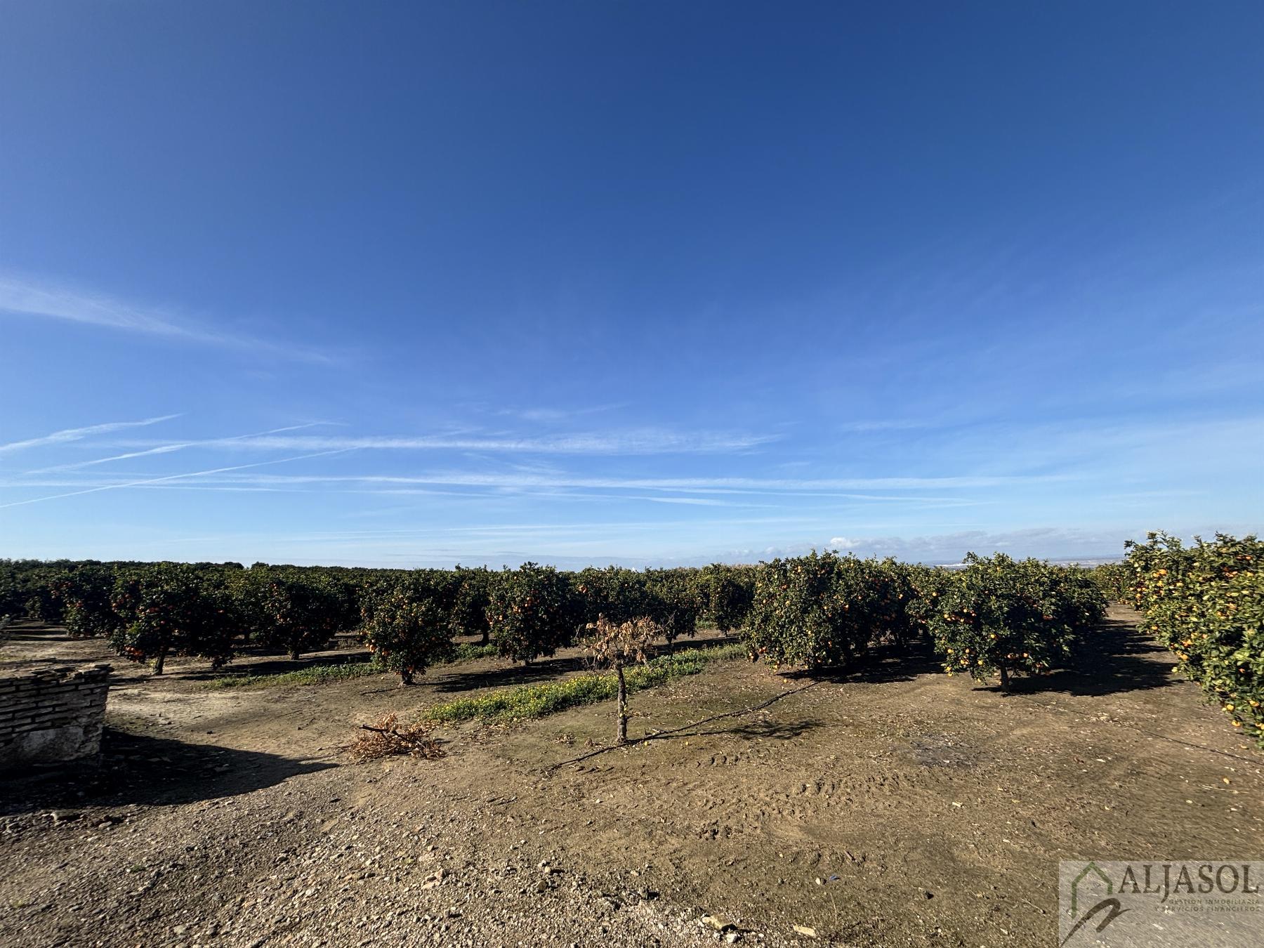 For sale of rural property in Sanlúcar la Mayor