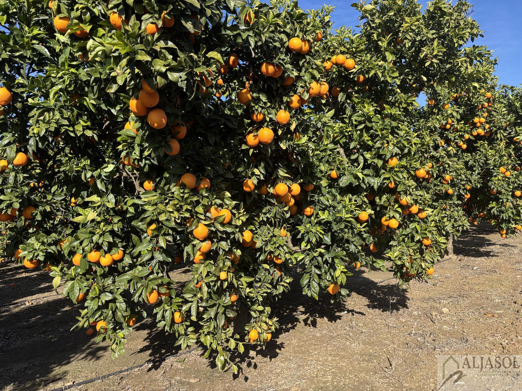 For sale of rural property in Sanlúcar la Mayor