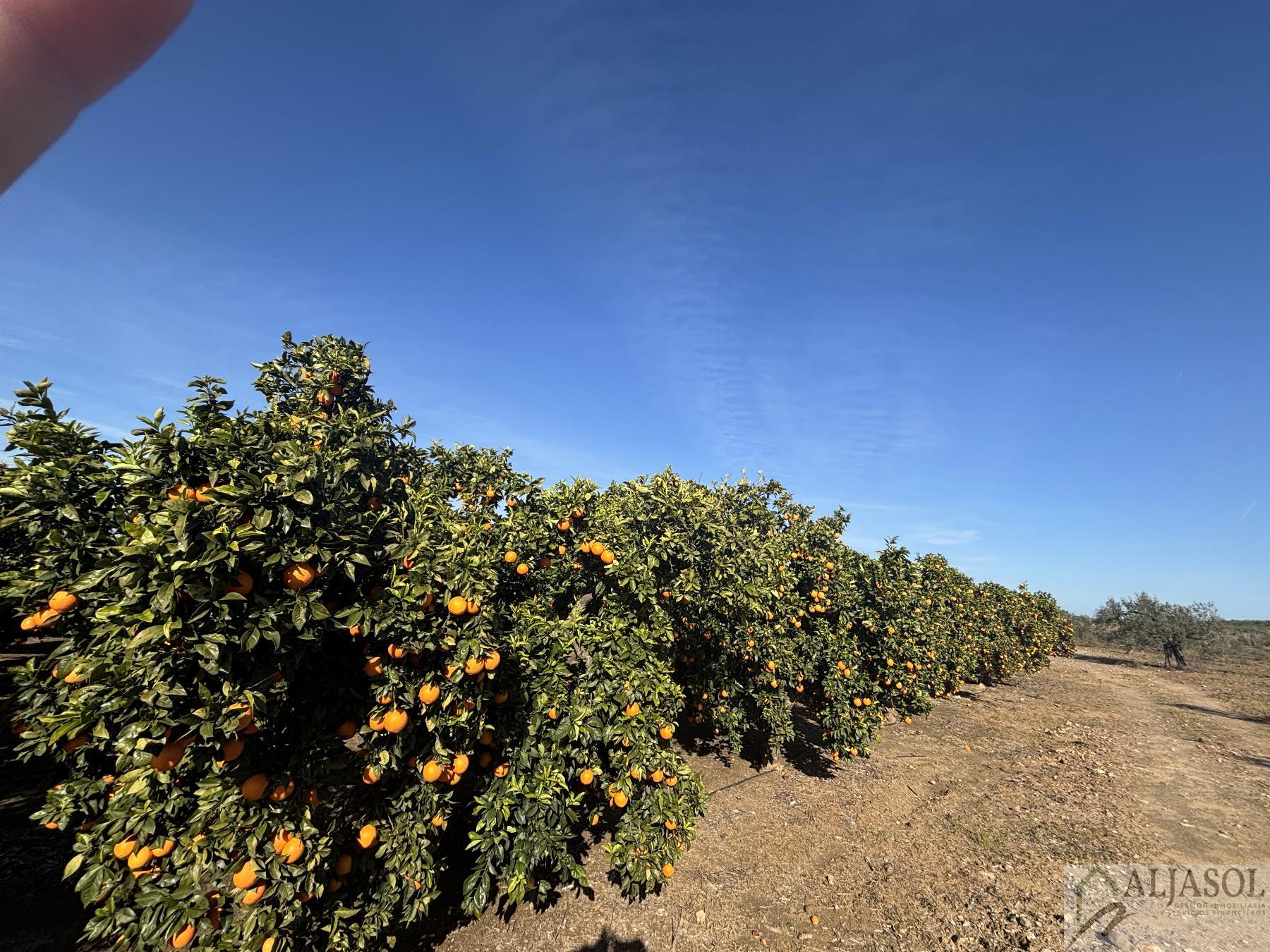 For sale of rural property in Sanlúcar la Mayor