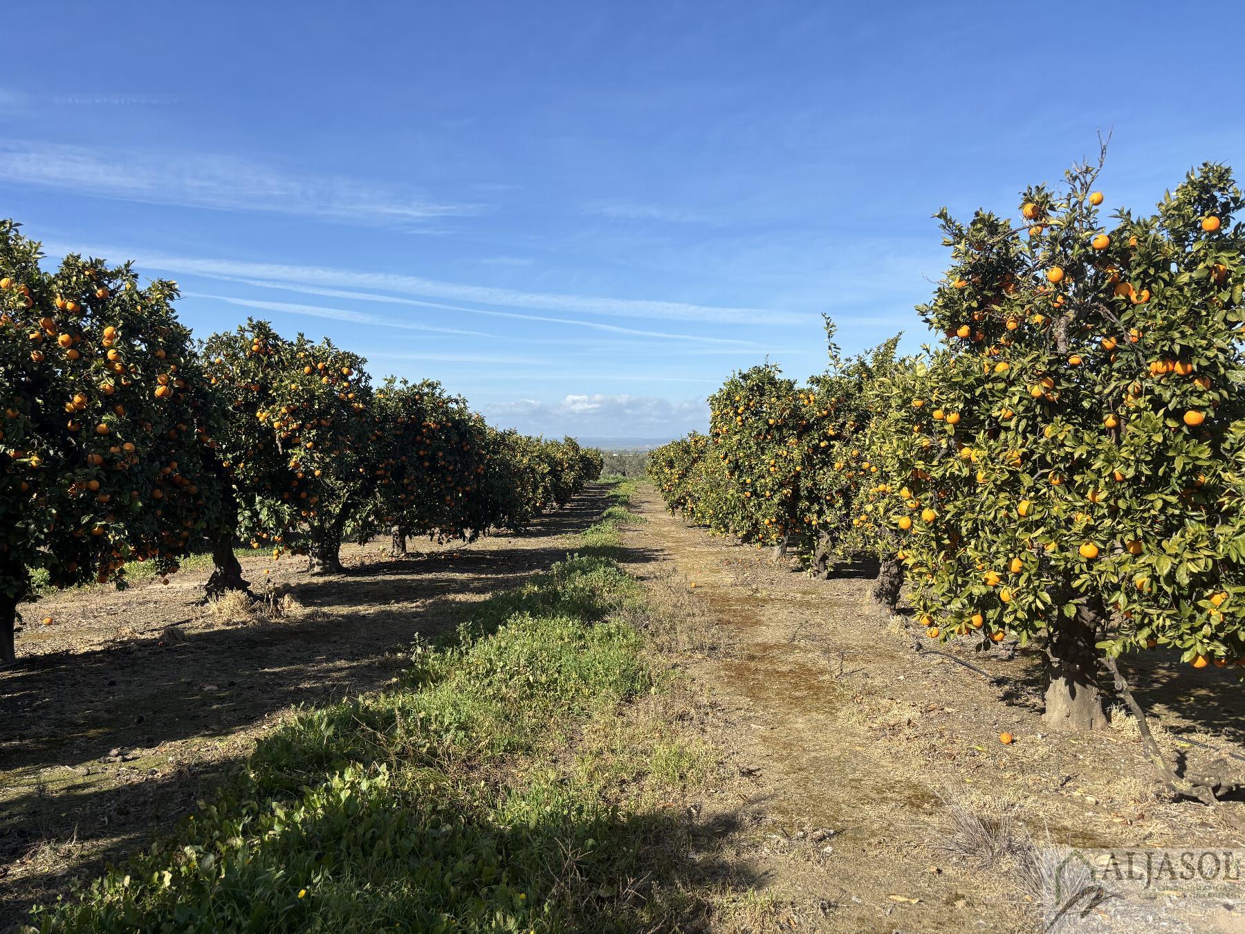 For sale of rural property in Sanlúcar la Mayor