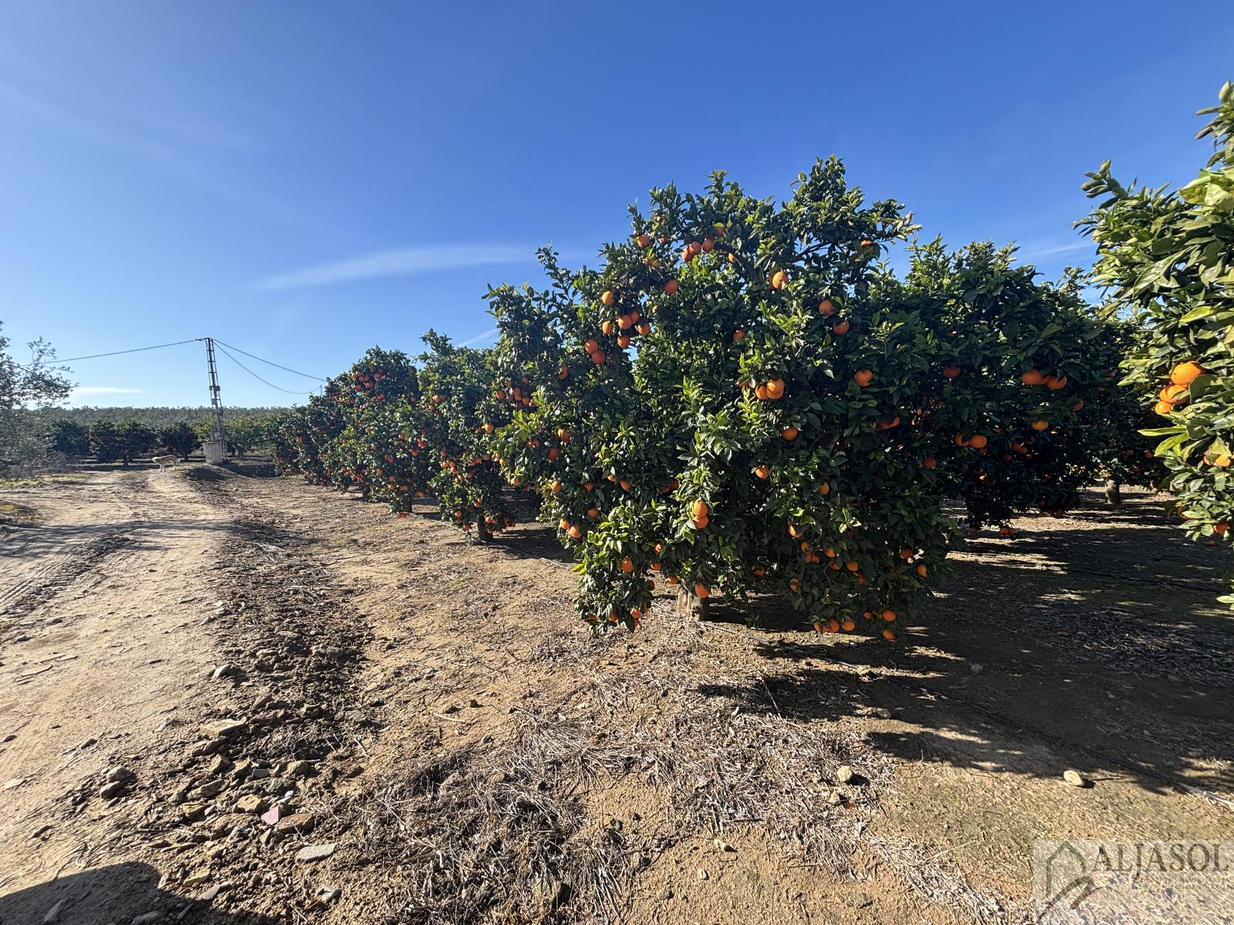 For sale of rural property in Sanlúcar la Mayor