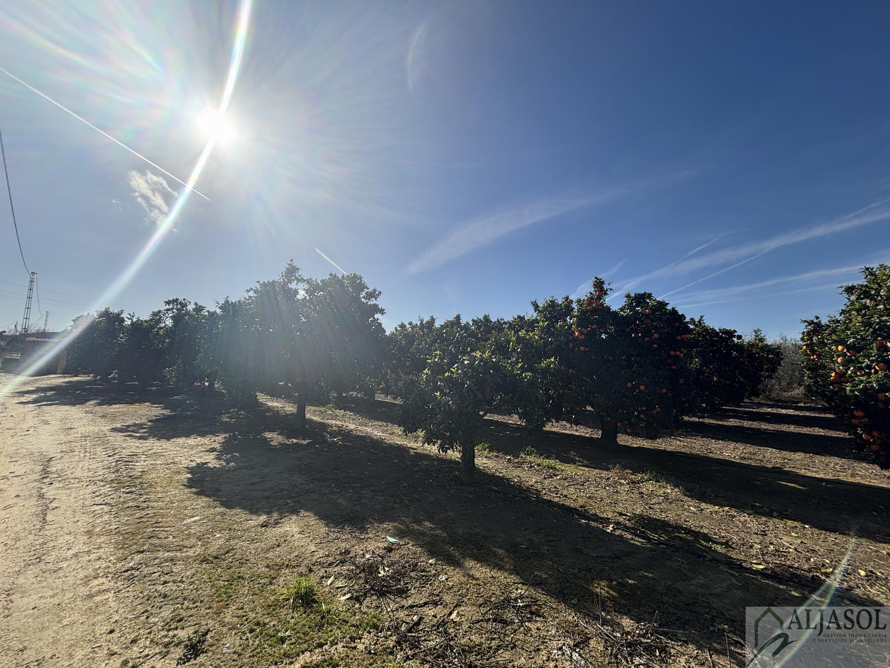 For sale of rural property in Sanlúcar la Mayor