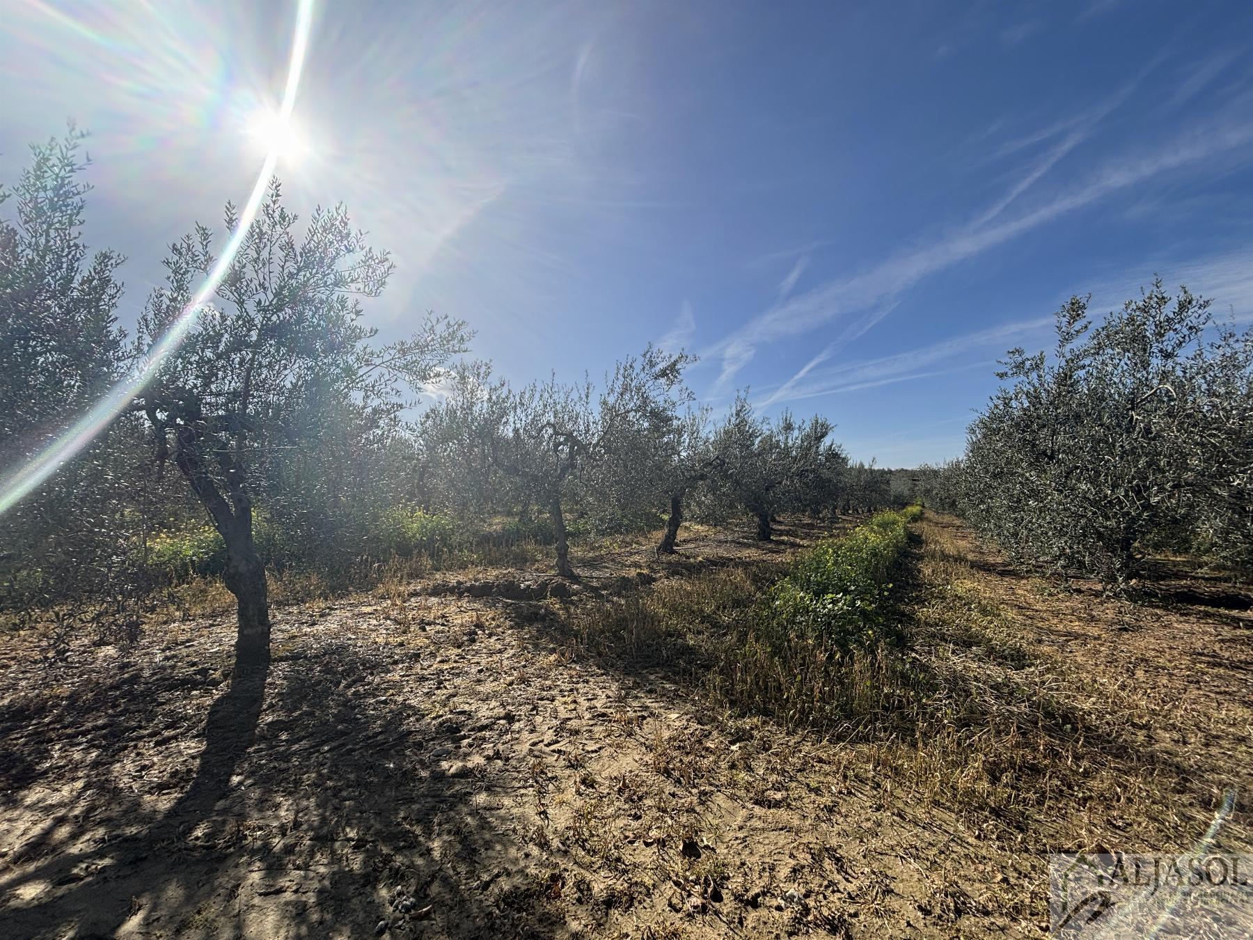 For sale of rural property in Sanlúcar la Mayor