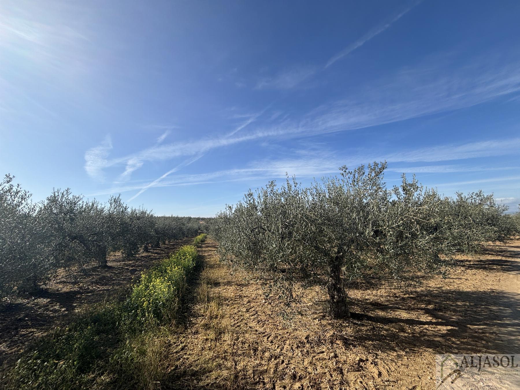 For sale of rural property in Sanlúcar la Mayor