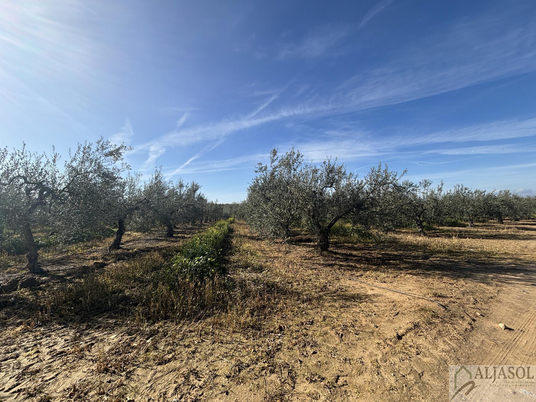 For sale of rural property in Sanlúcar la Mayor