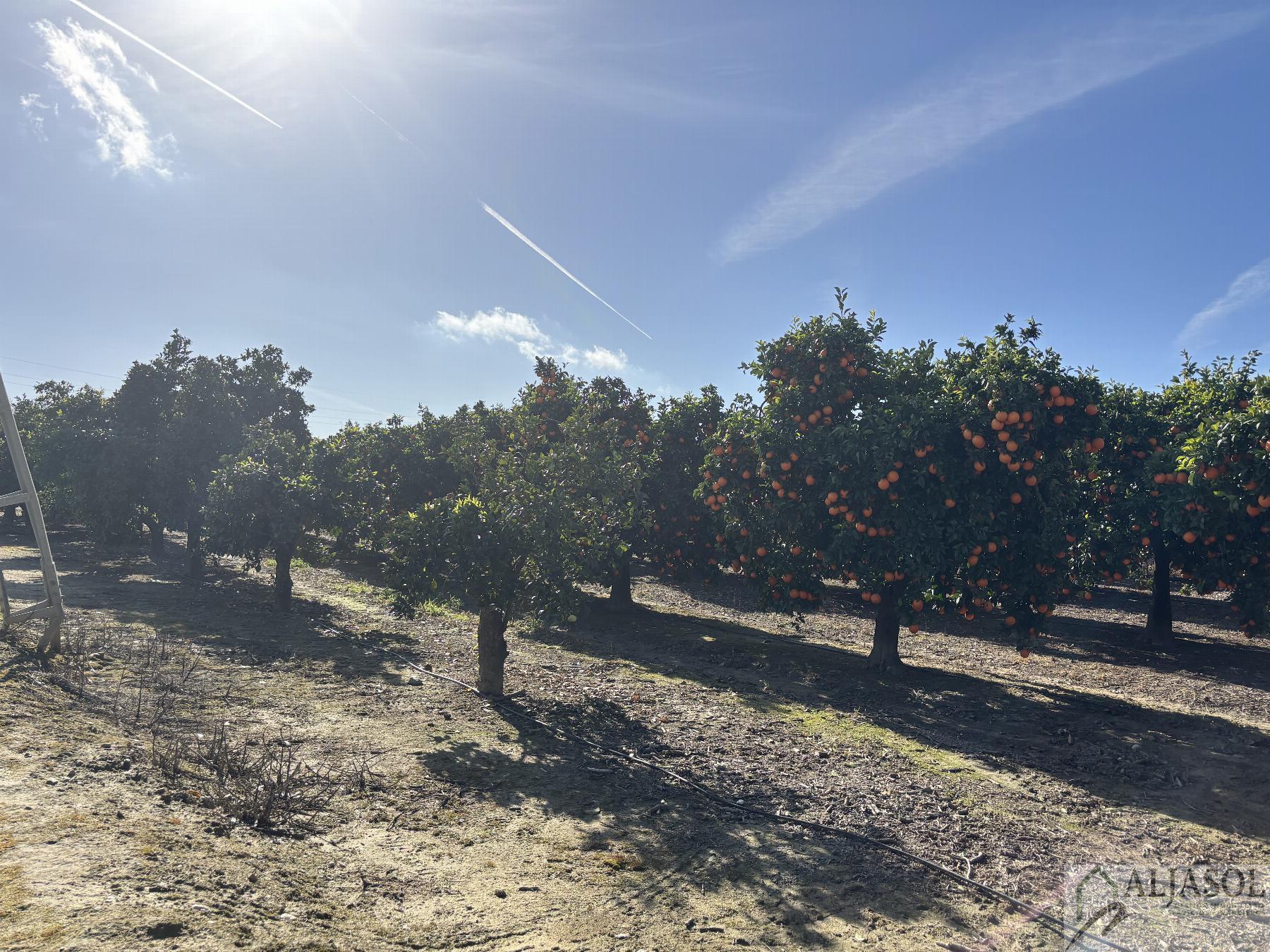 For sale of rural property in Sanlúcar la Mayor