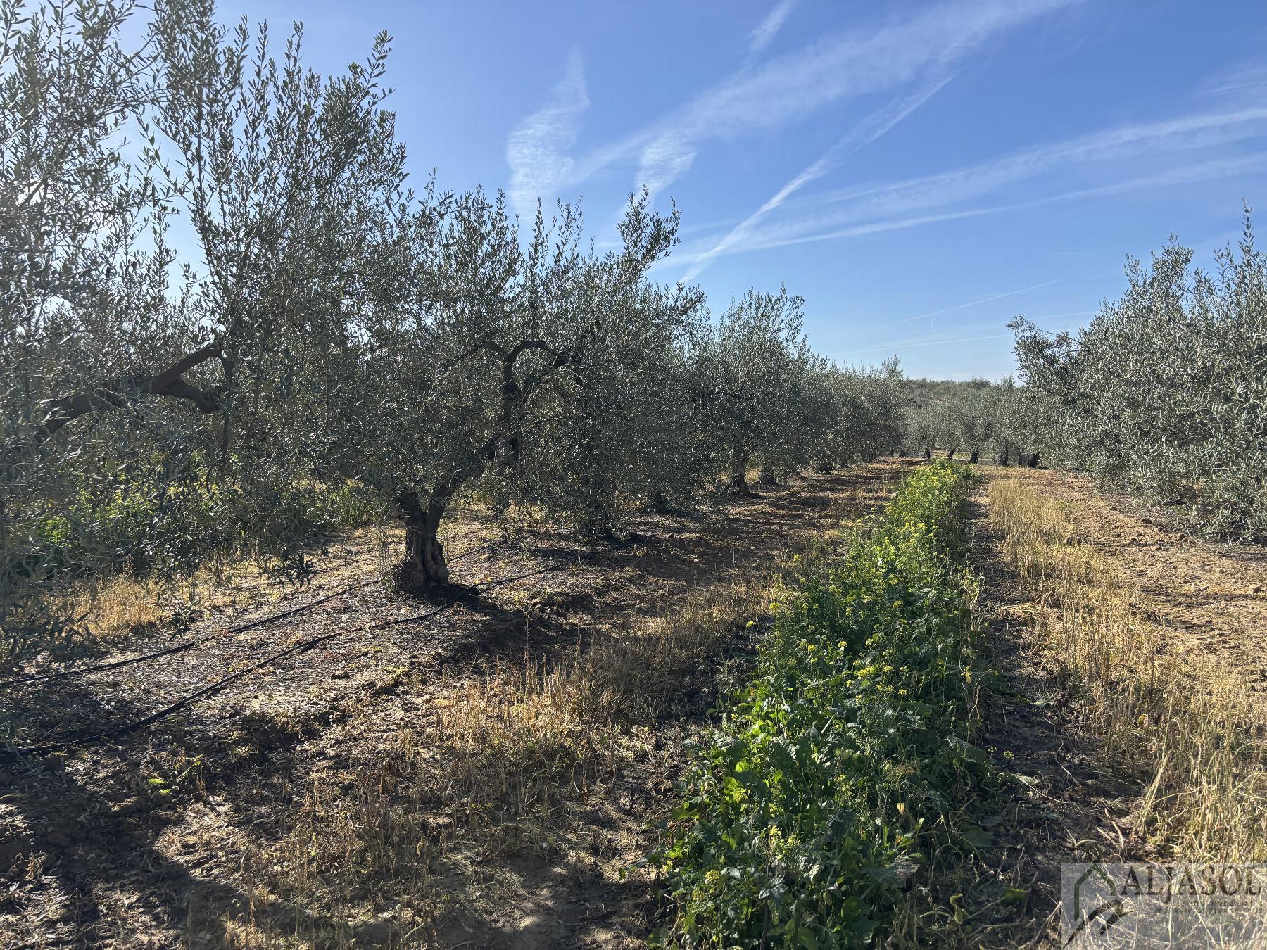 For sale of rural property in Sanlúcar la Mayor