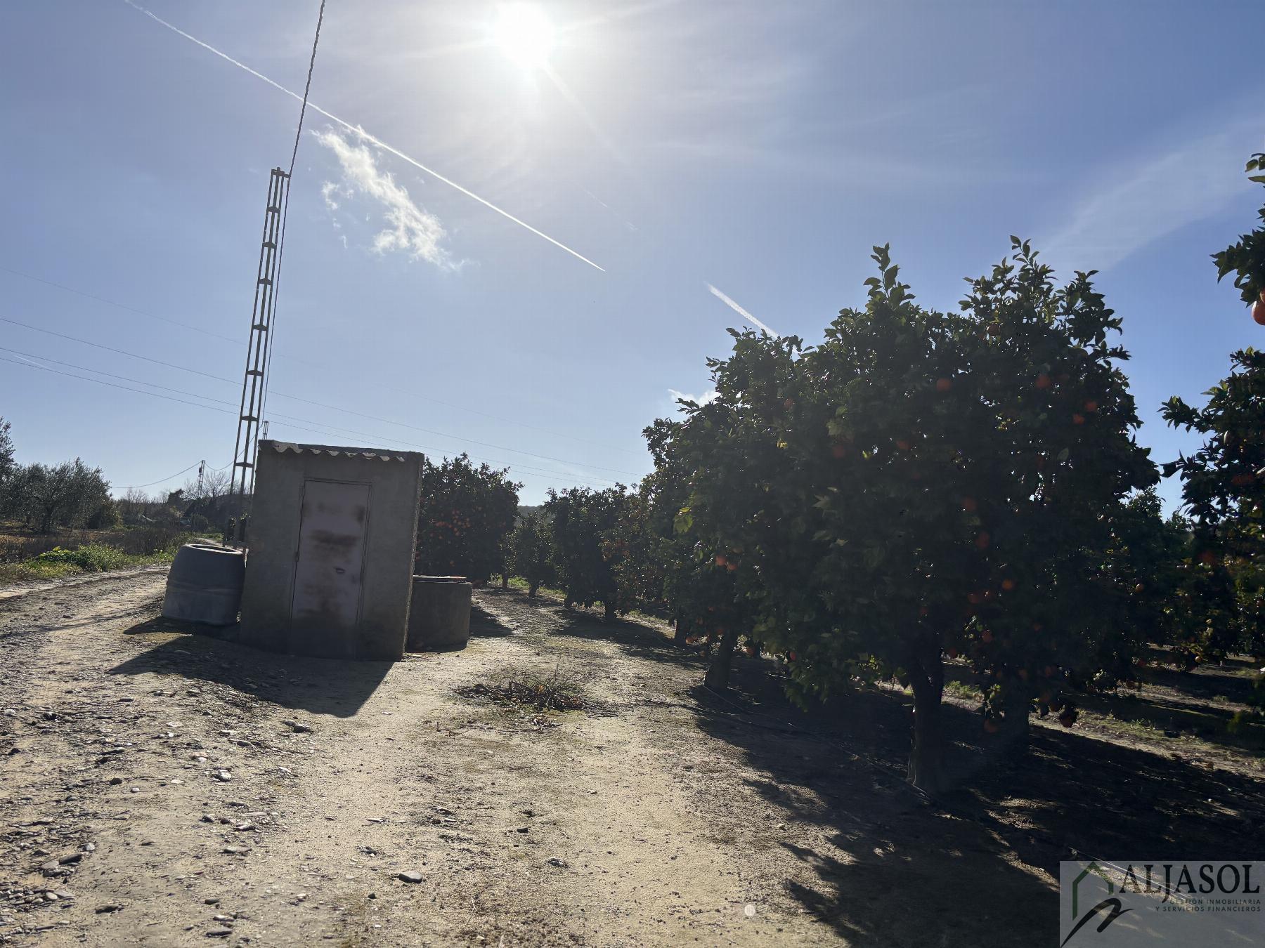 For sale of rural property in Sanlúcar la Mayor