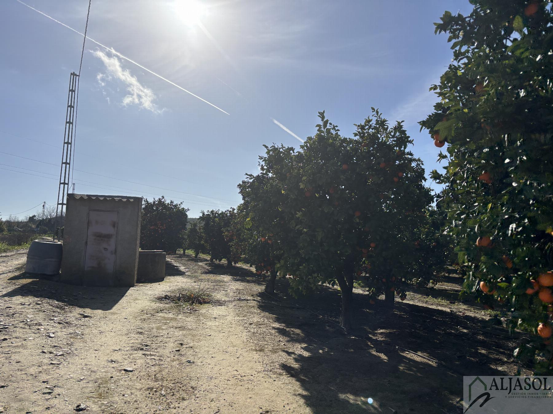 For sale of rural property in Sanlúcar la Mayor
