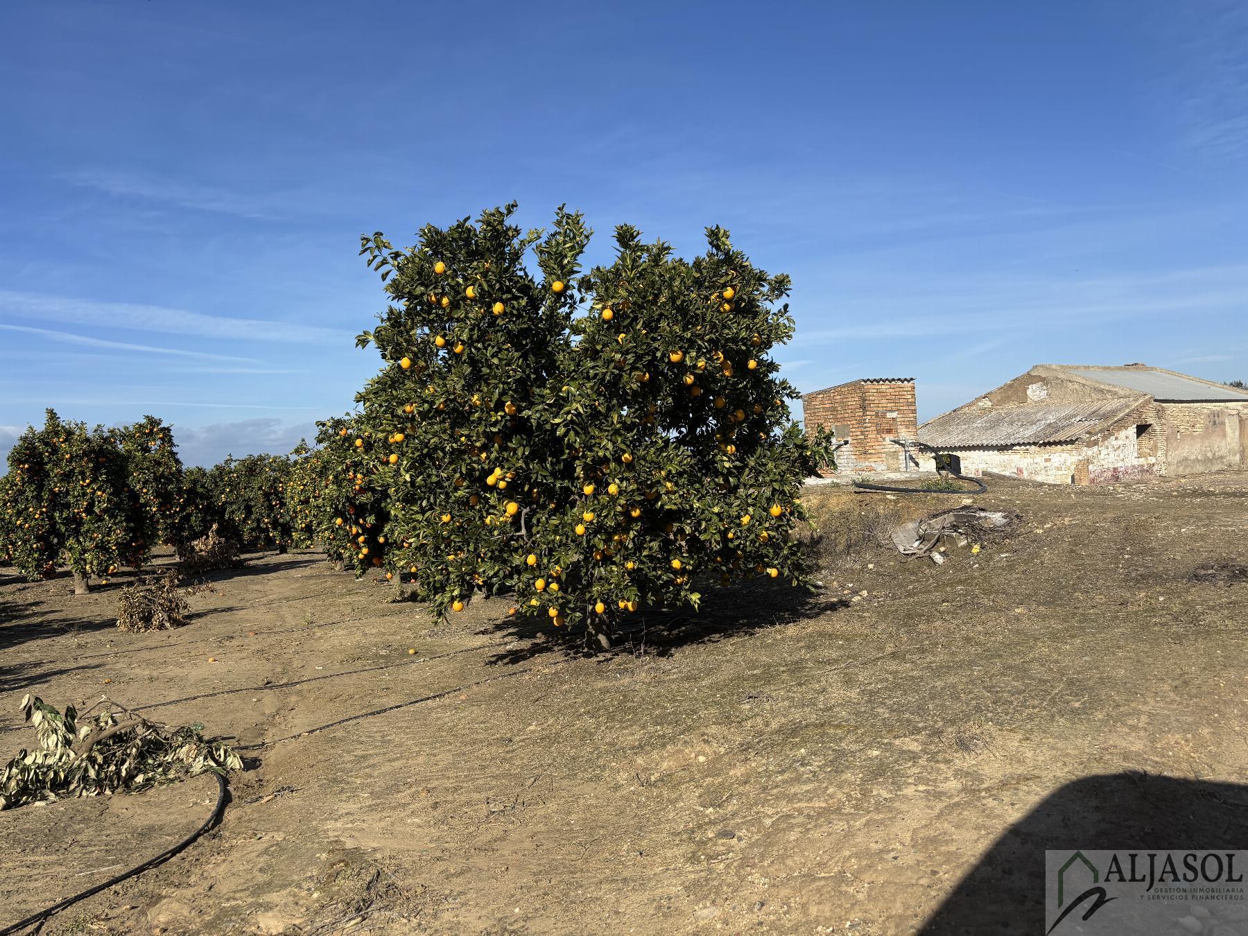 For sale of rural property in Sanlúcar la Mayor