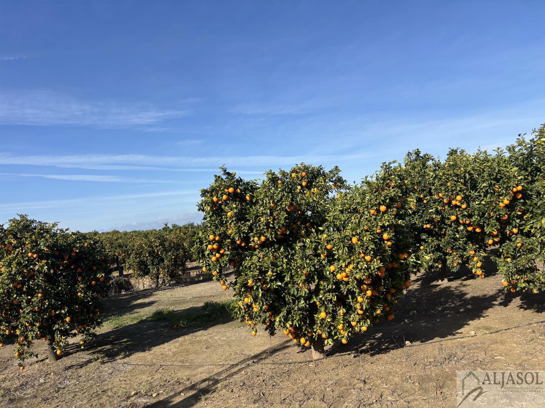 For sale of rural property in Sanlúcar la Mayor