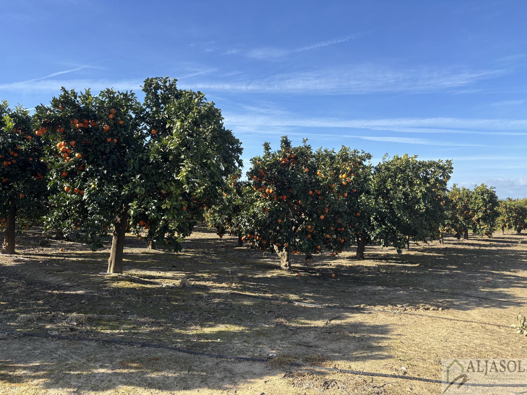 For sale of rural property in Sanlúcar la Mayor