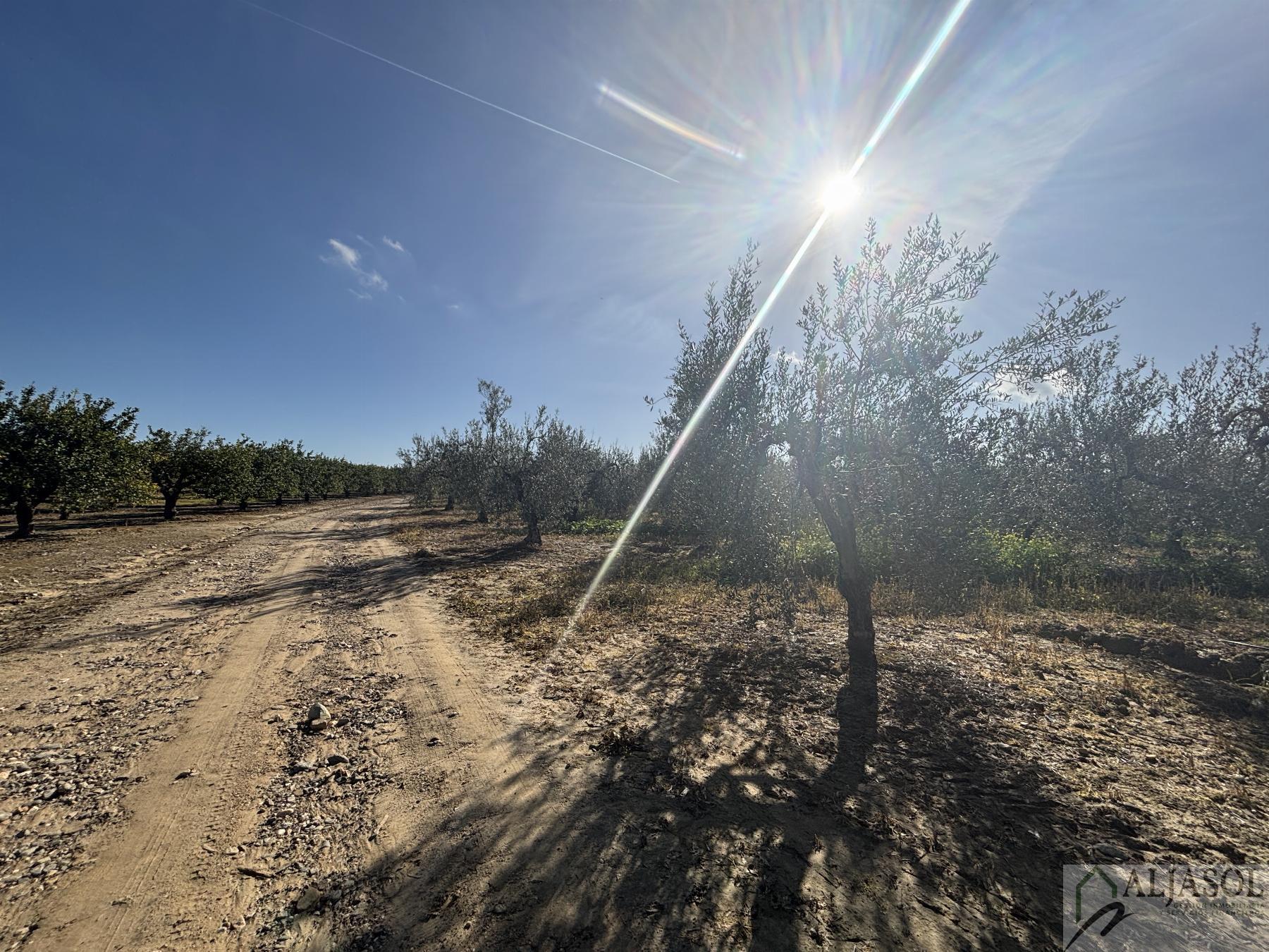 For sale of rural property in Sanlúcar la Mayor