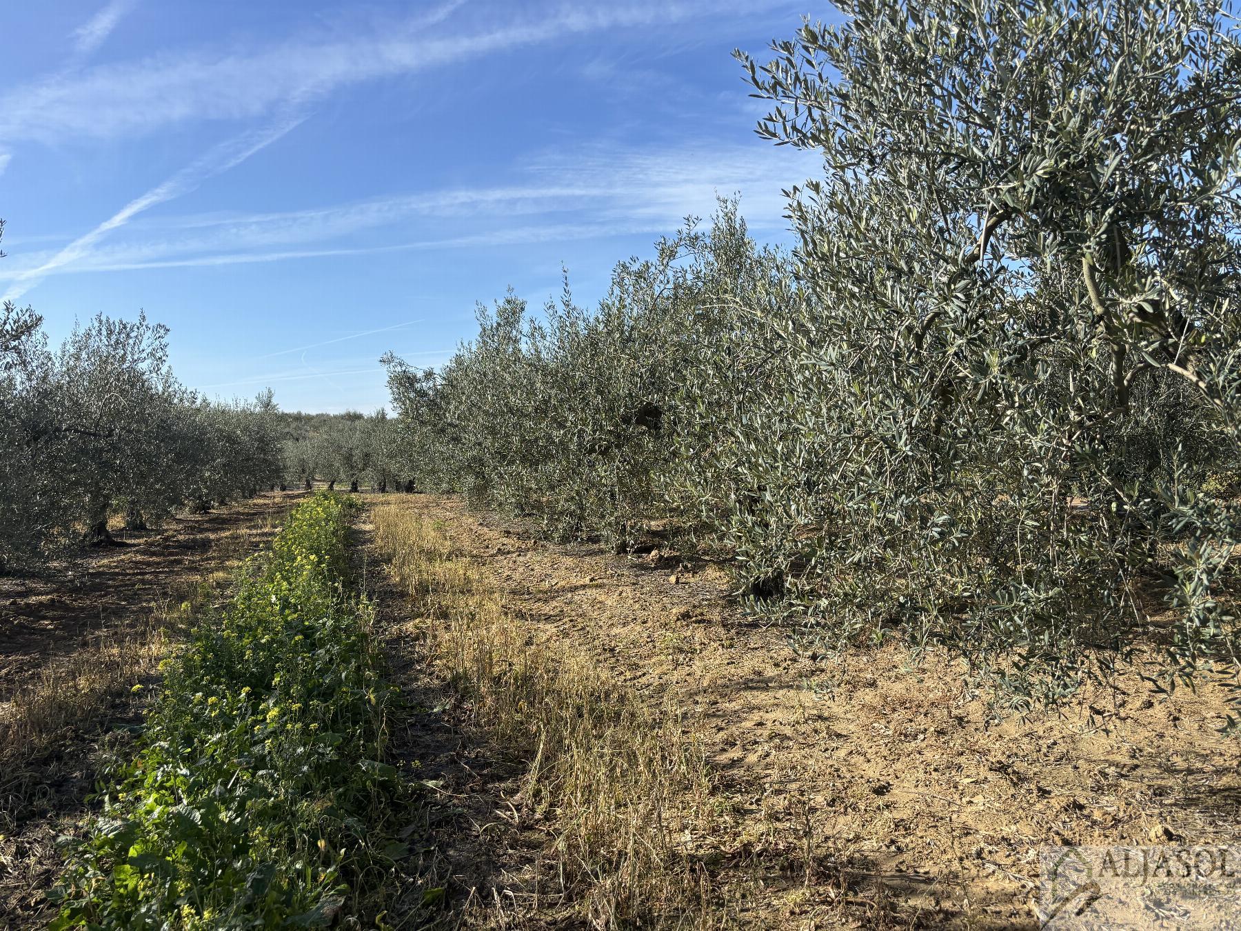 For sale of rural property in Sanlúcar la Mayor