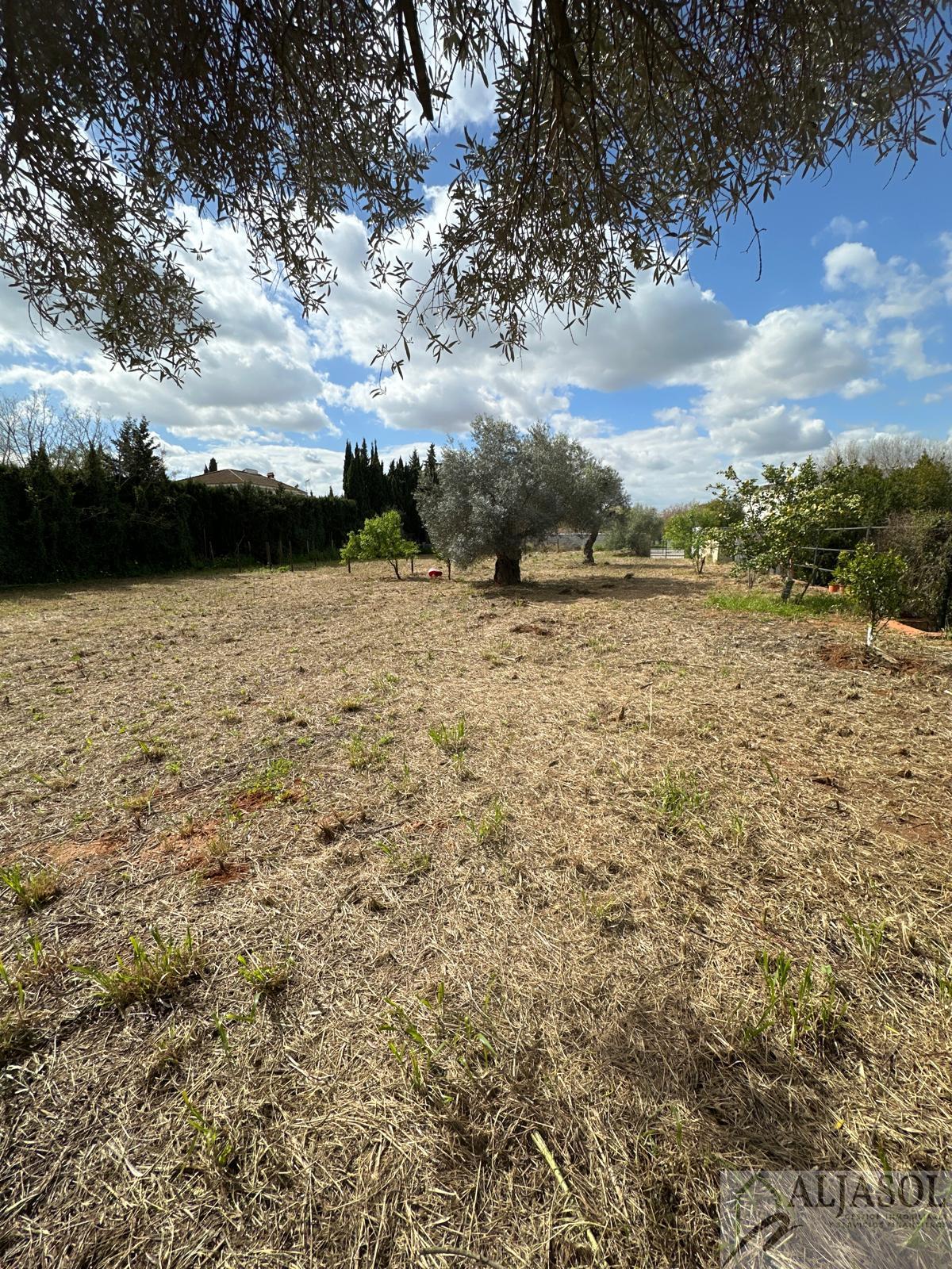 For sale of land in Palomares del Río
