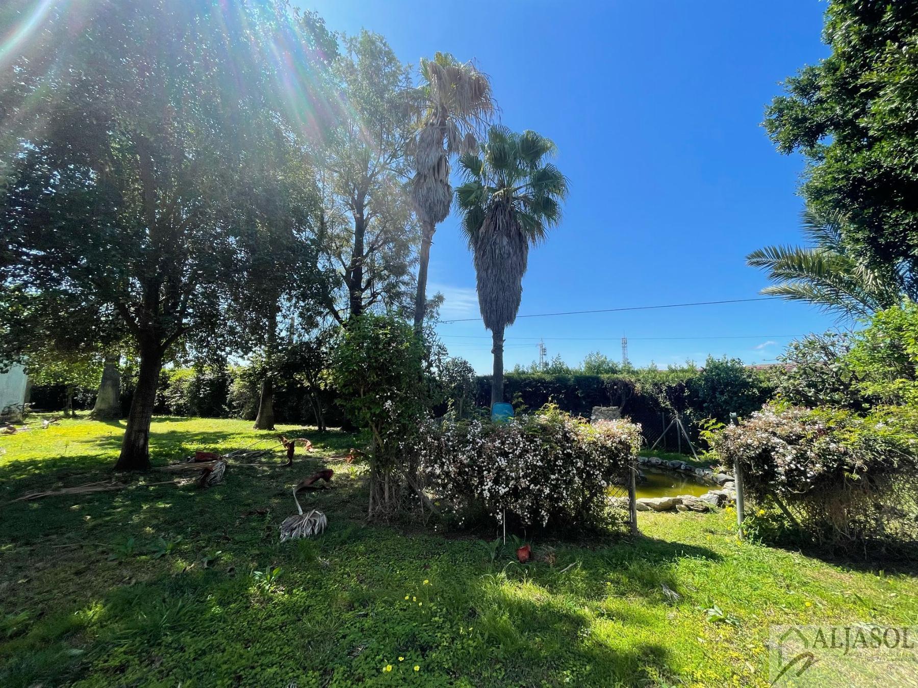 Venta de finca rústica en Sanlúcar la Mayor