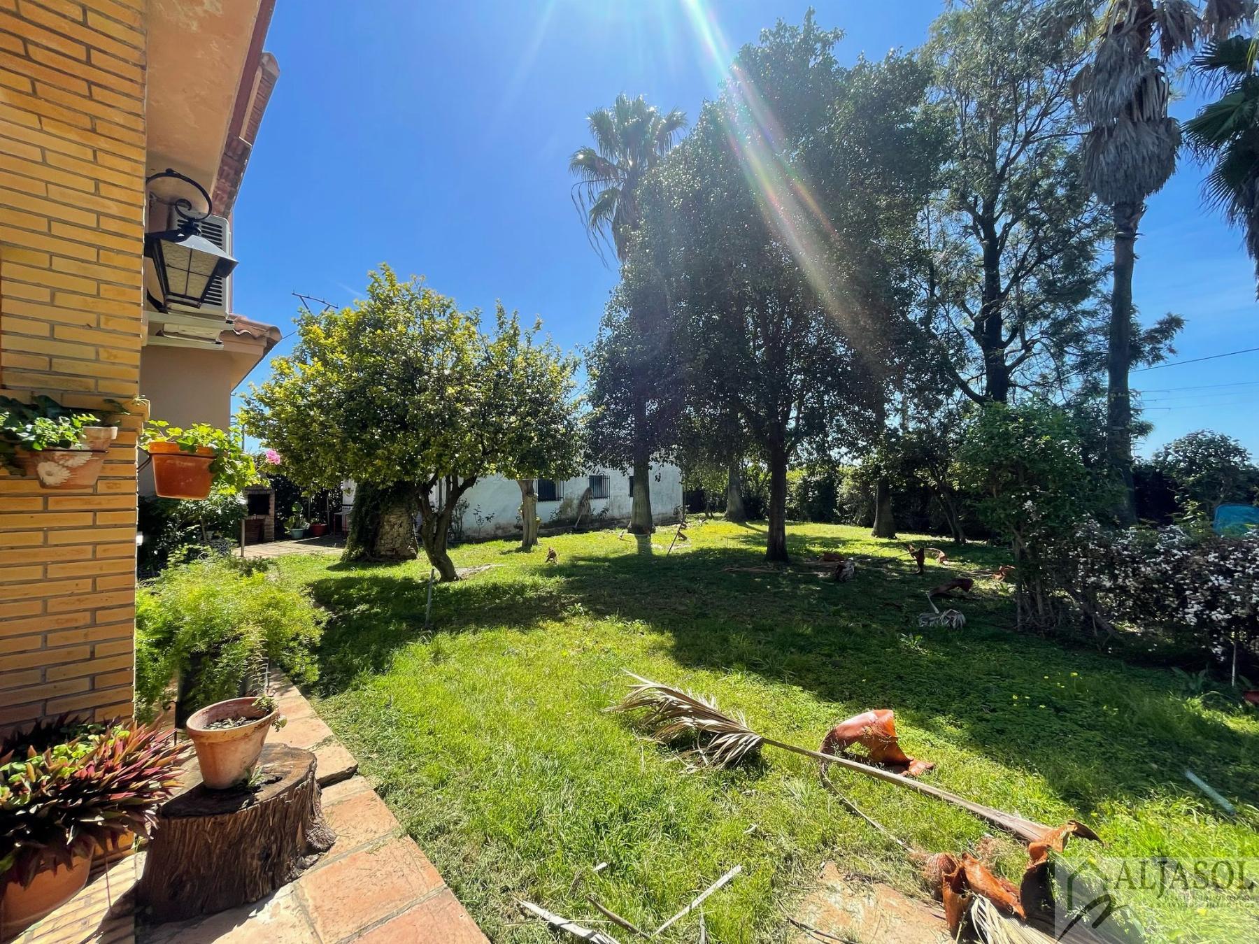 Venta de finca rústica en Sanlúcar la Mayor