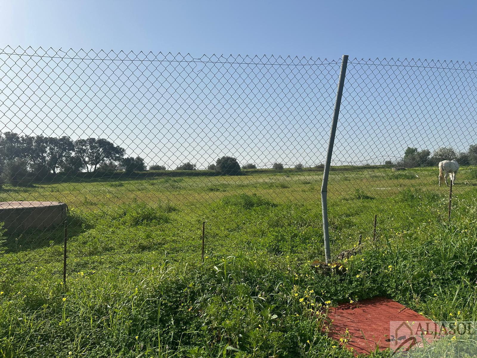 Venta de terreno en Almensilla