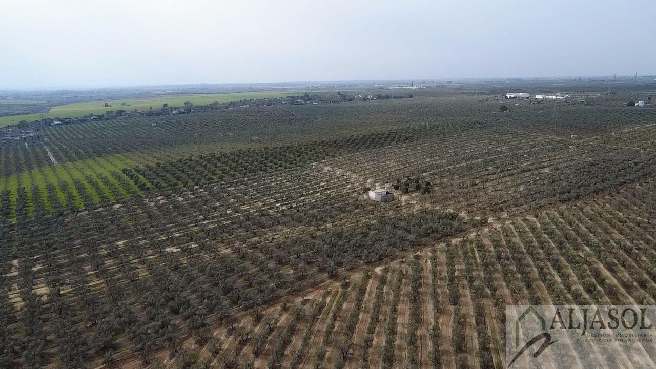 Venta de finca rústica en Bollullos de la Mitación