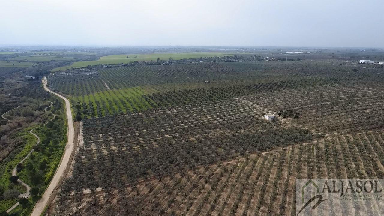 Venta de finca rústica en Bollullos de la Mitación