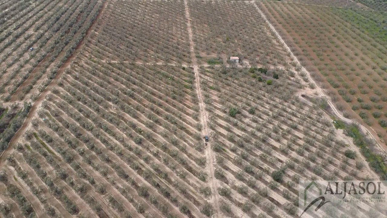 Venta de finca rústica en Bollullos de la Mitación