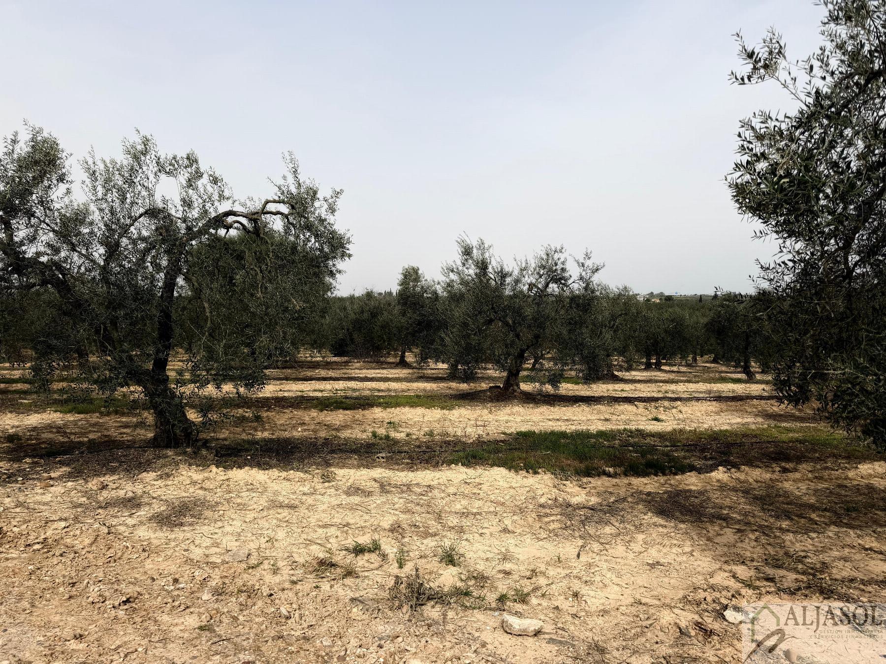 Venta de finca rústica en Bollullos de la Mitación