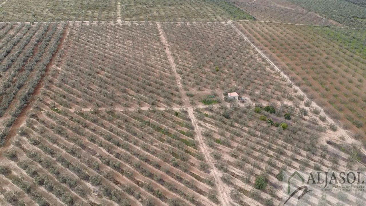 Venta de finca rústica en Bollullos de la Mitación