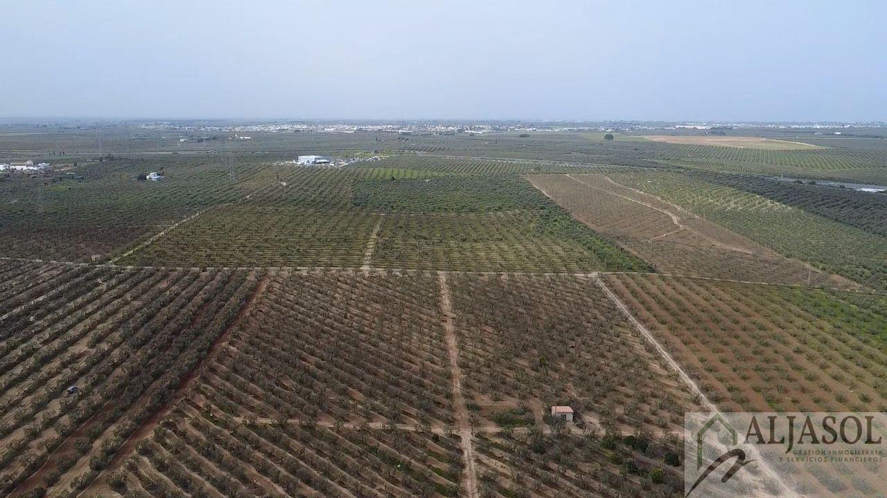 Venta de finca rústica en Bollullos de la Mitación