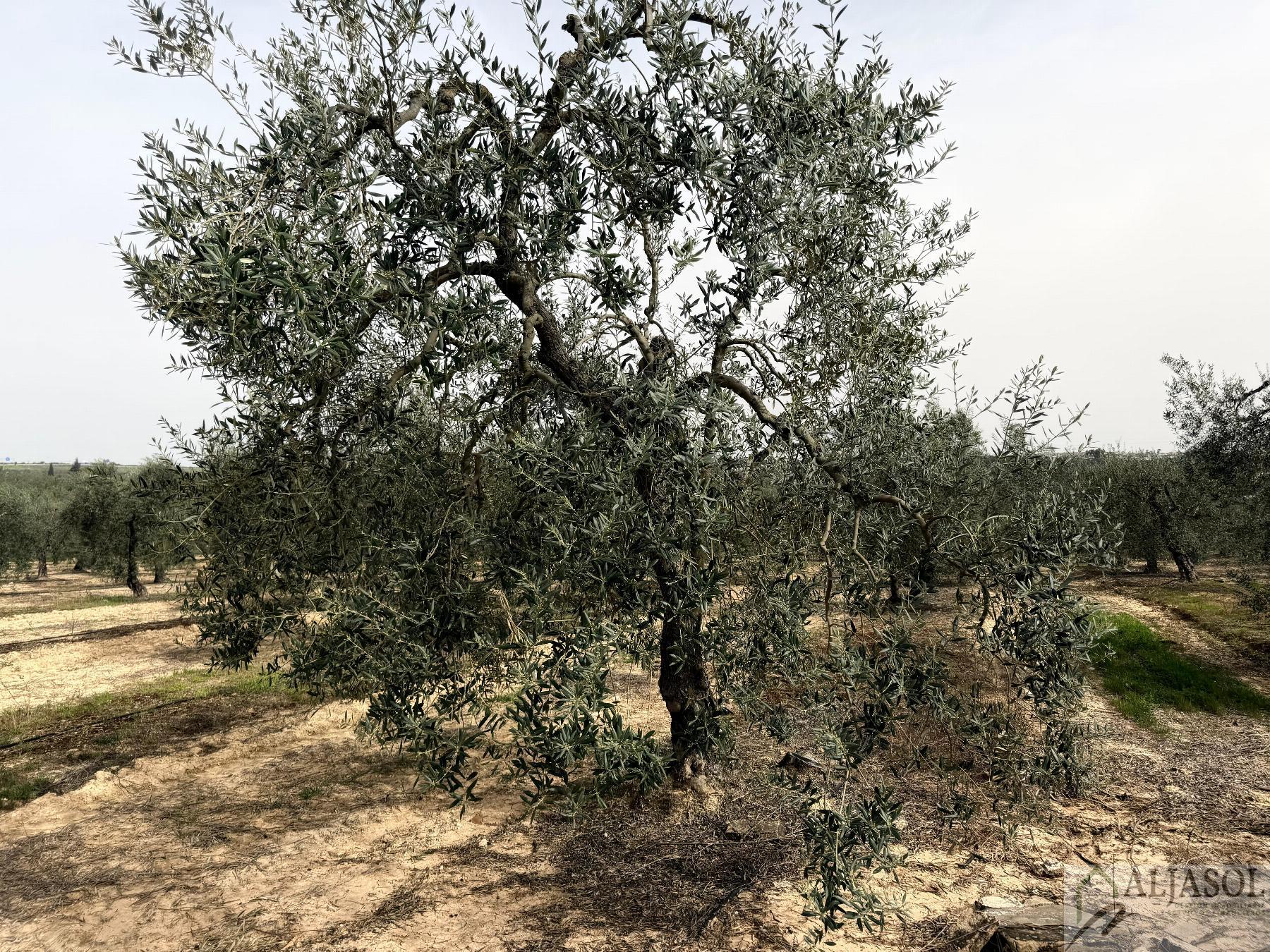 Venta de finca rústica en Bollullos de la Mitación