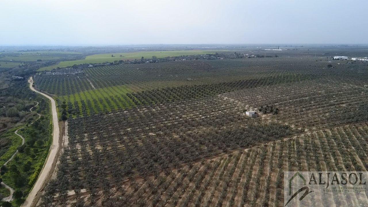 Venta de finca rústica en Bollullos de la Mitación