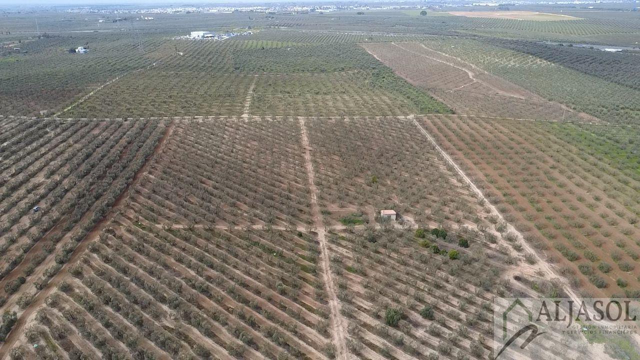 Venta de finca rústica en Bollullos de la Mitación