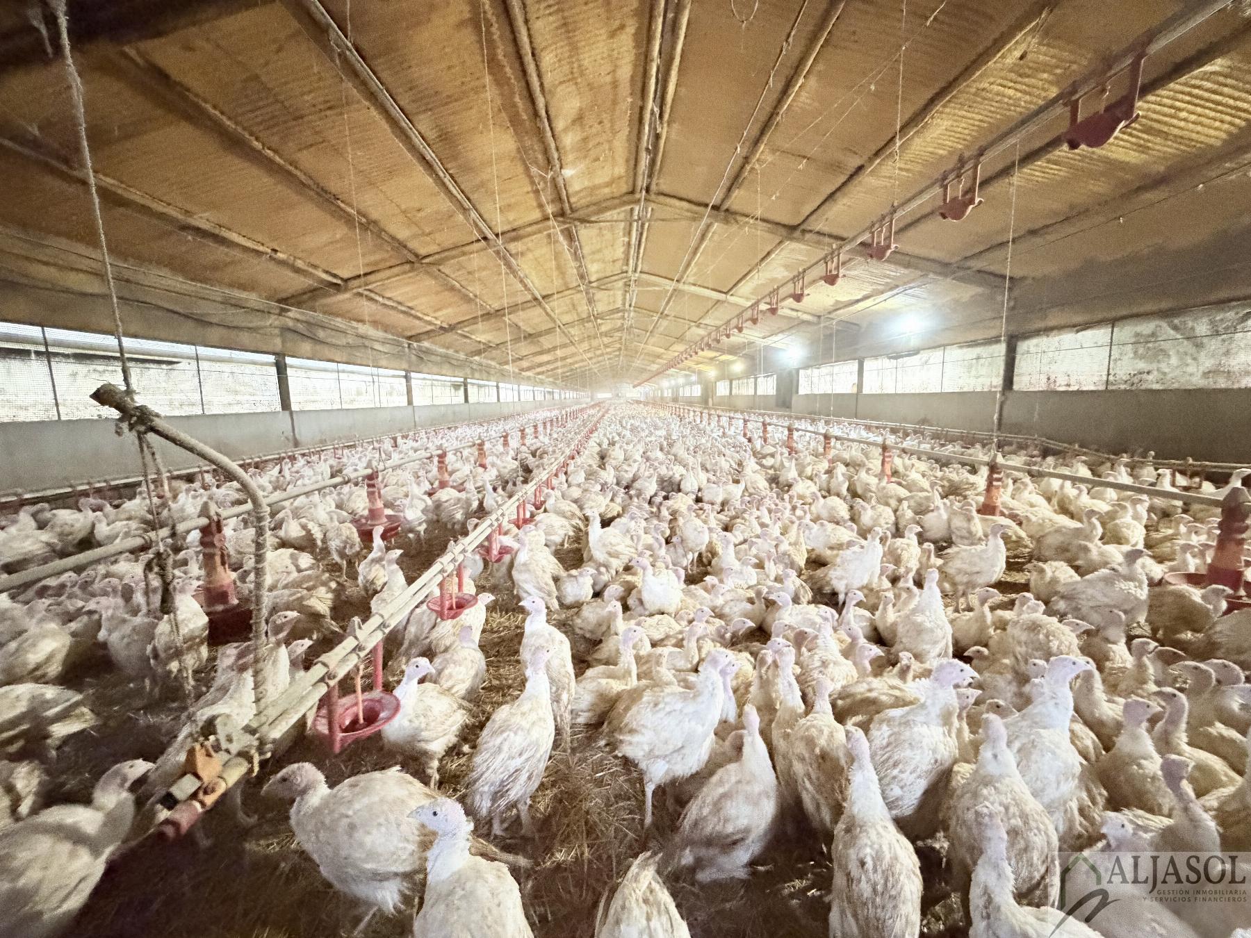 Venta de finca rústica en Fuentes de León