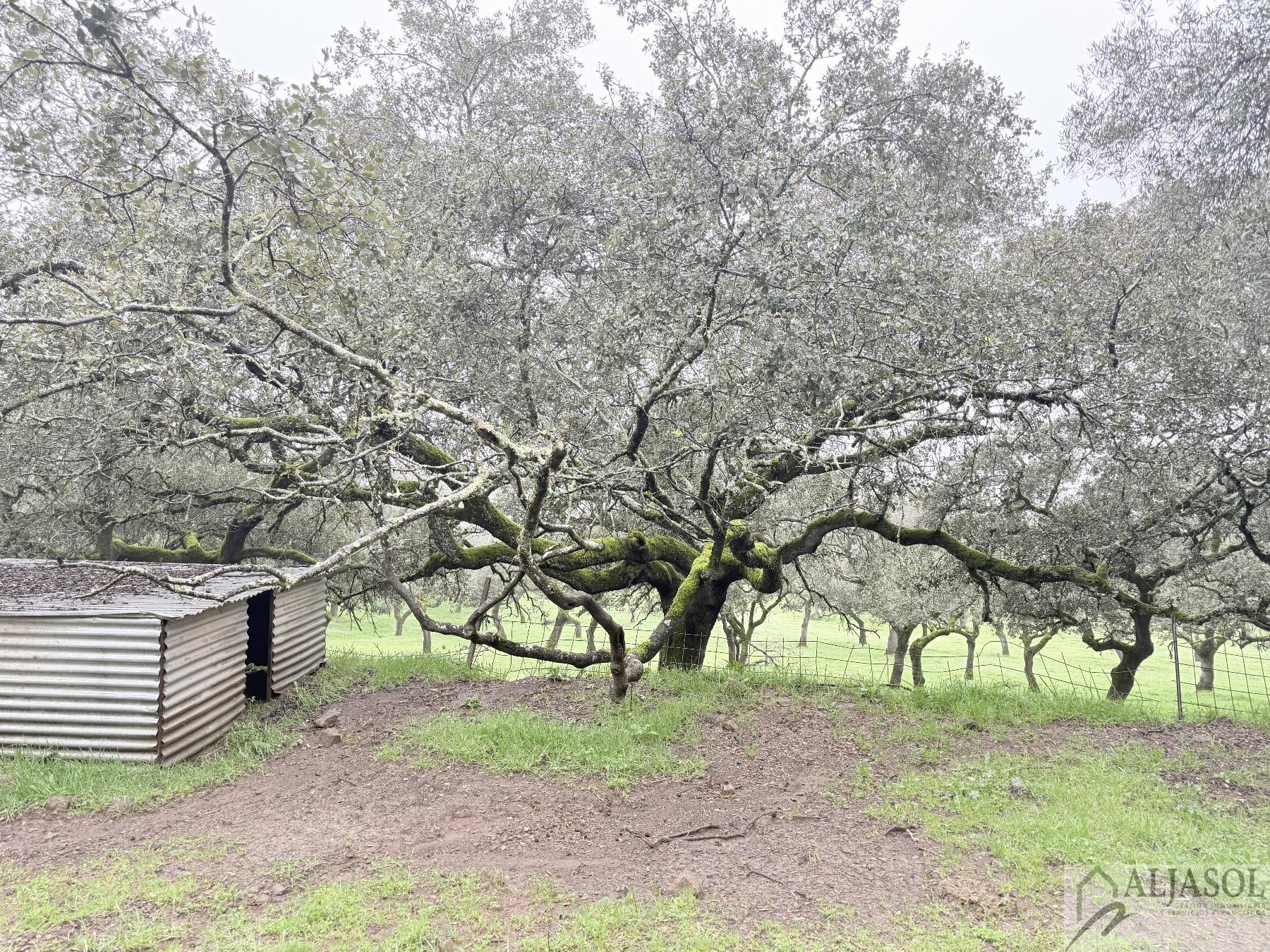 Venta de finca rústica en Fuentes de León