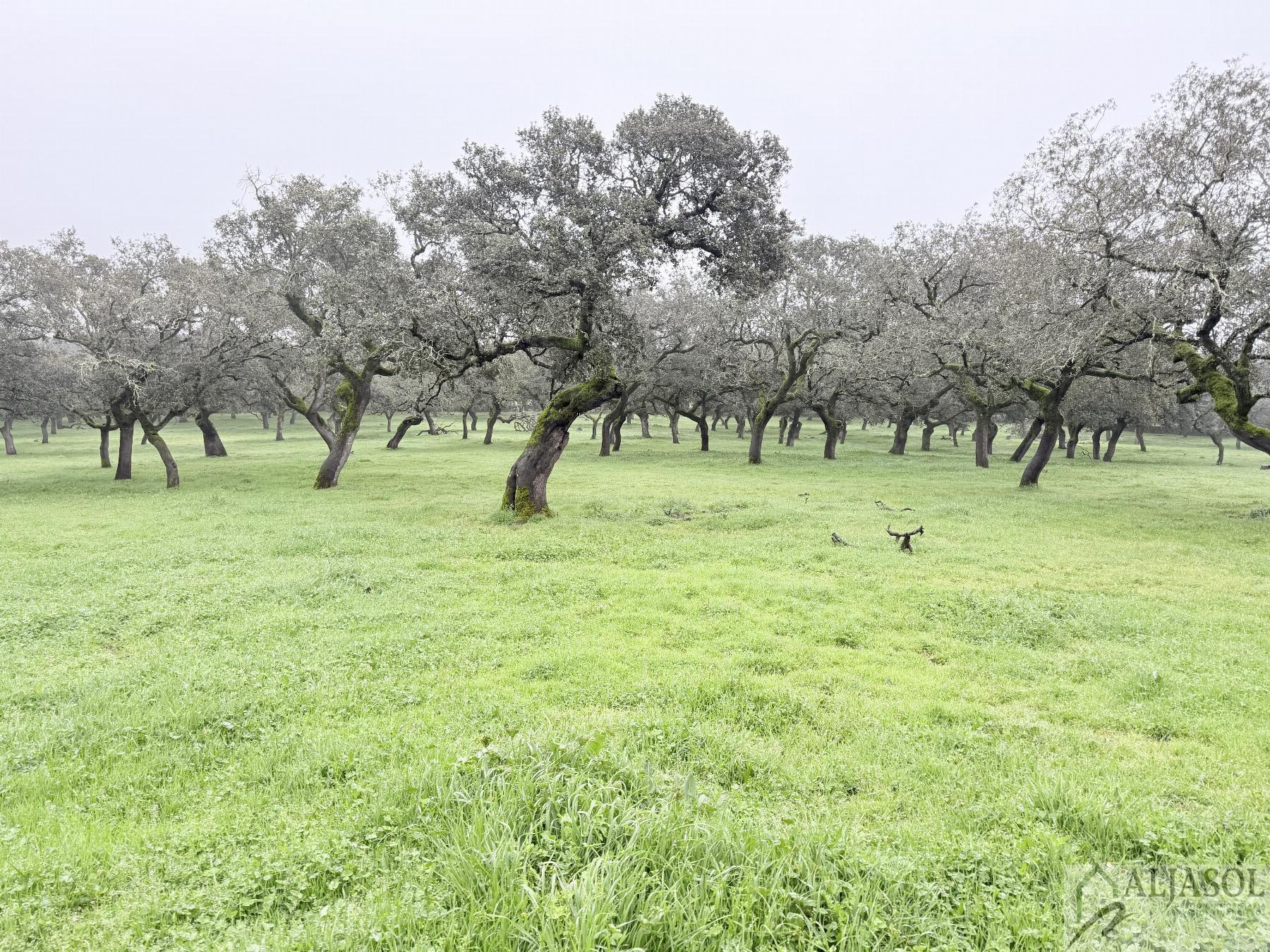 Venta de finca rústica en Fuentes de León