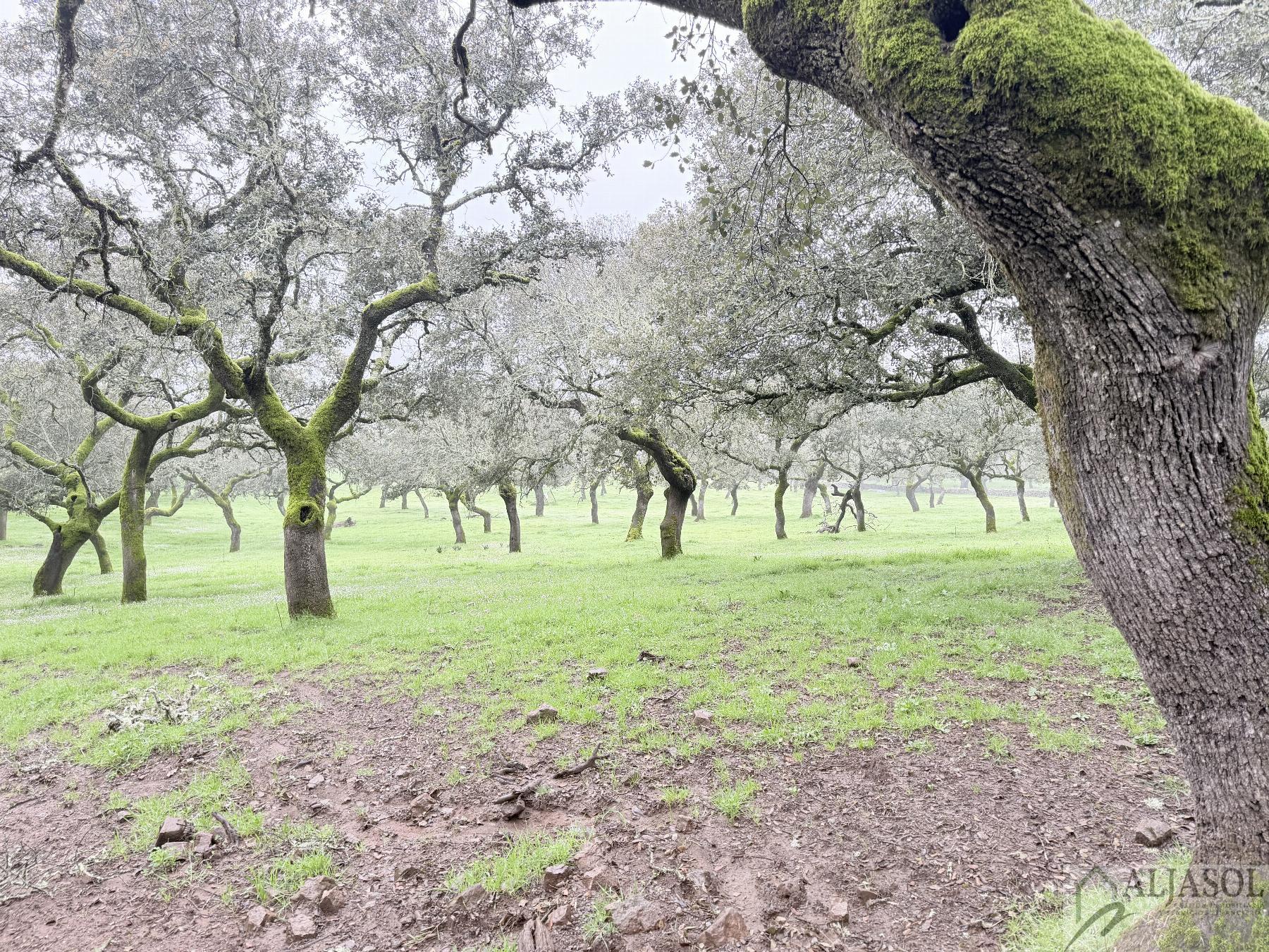 Venta de finca rústica en Fuentes de León