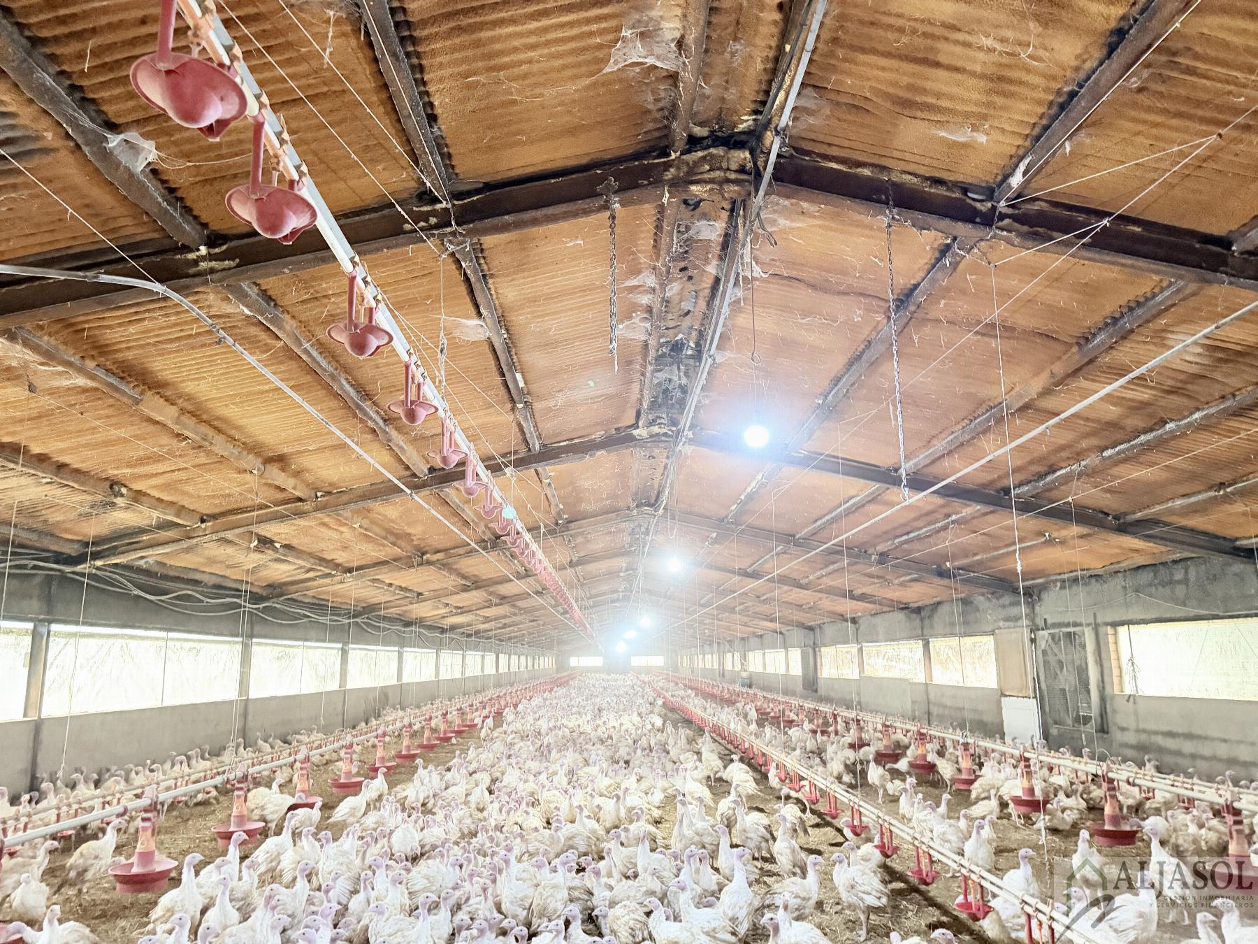 Venta de finca rústica en Fuentes de León