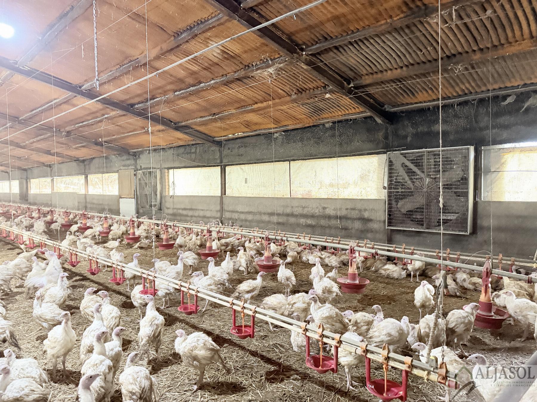 Venta de finca rústica en Fuentes de León