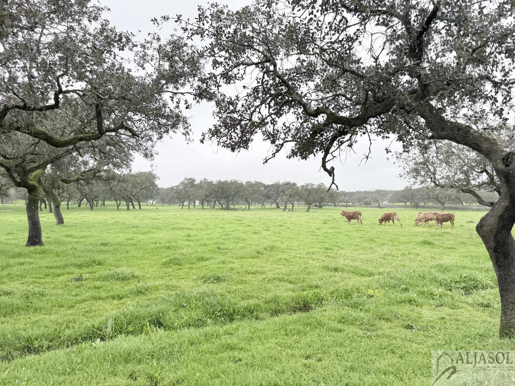 Venta de finca rústica en Fuentes de León