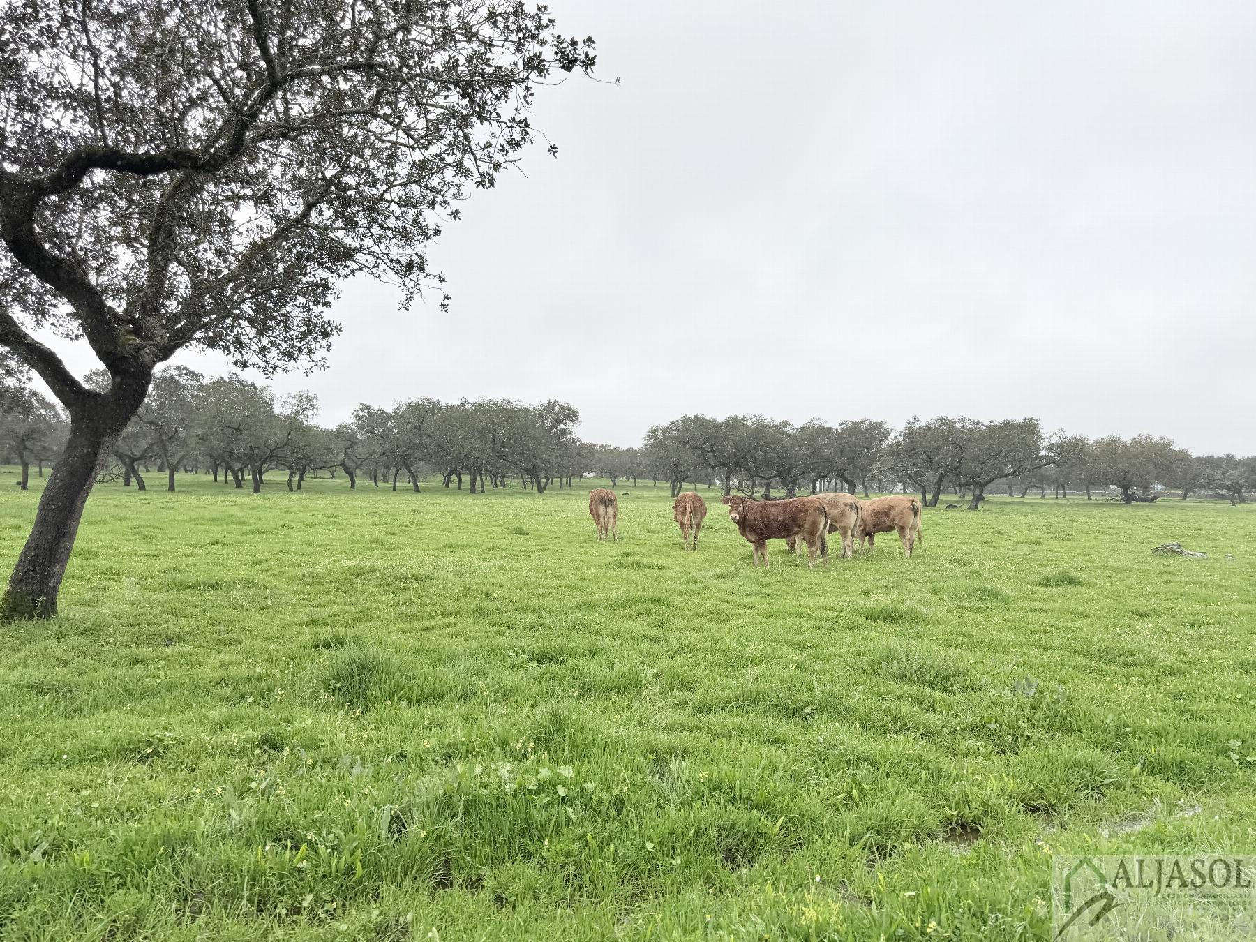 Venta de finca rústica en Fuentes de León