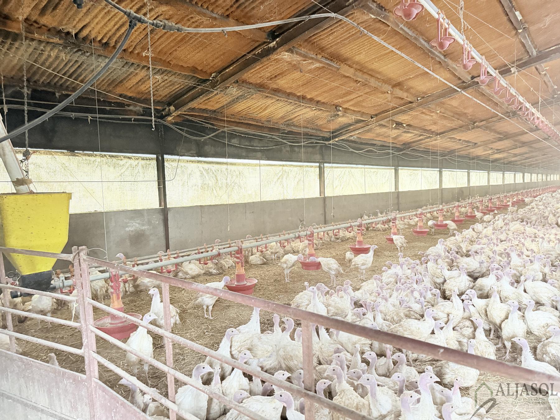 Venta de finca rústica en Fuentes de León