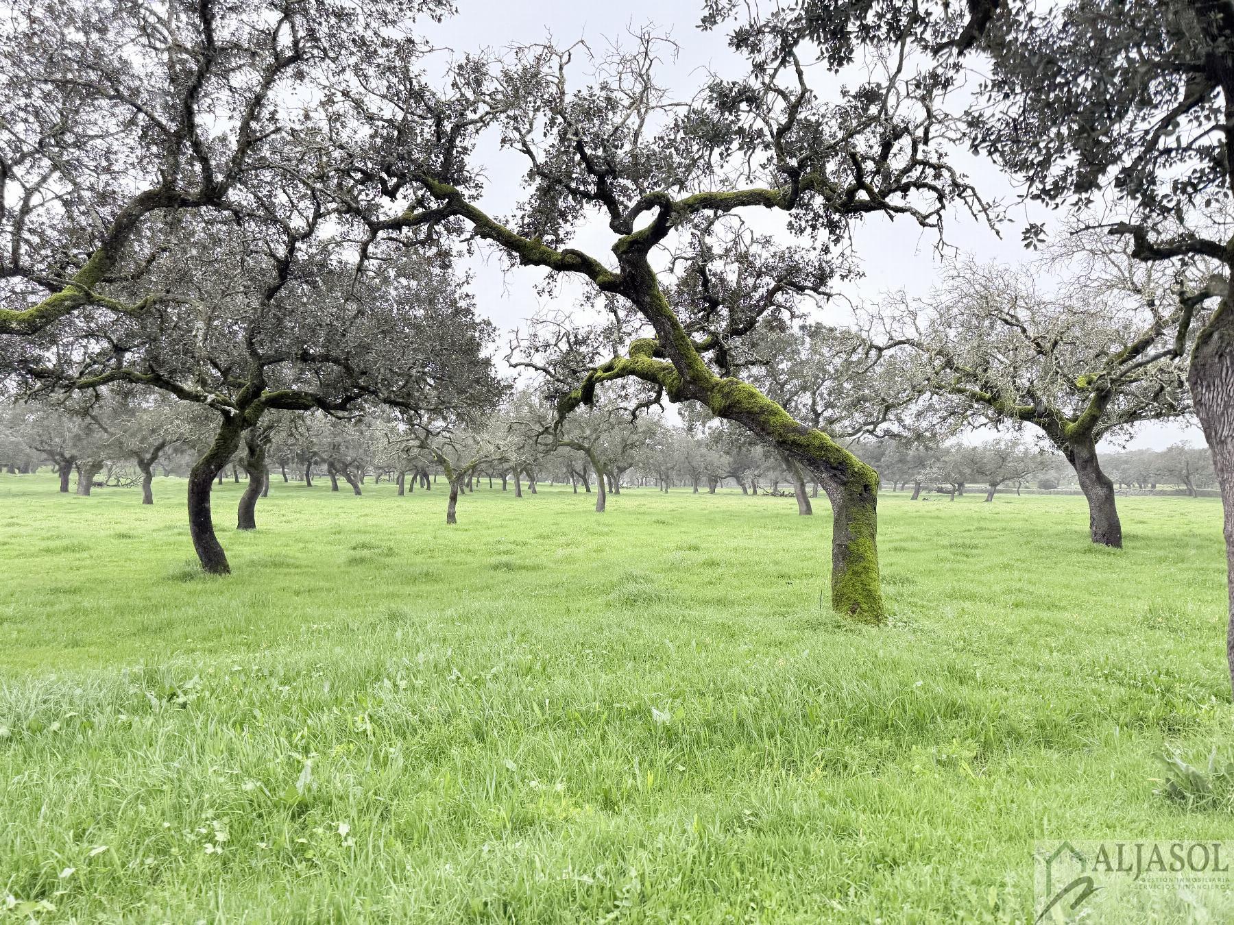 Venta de finca rústica en Fuentes de León